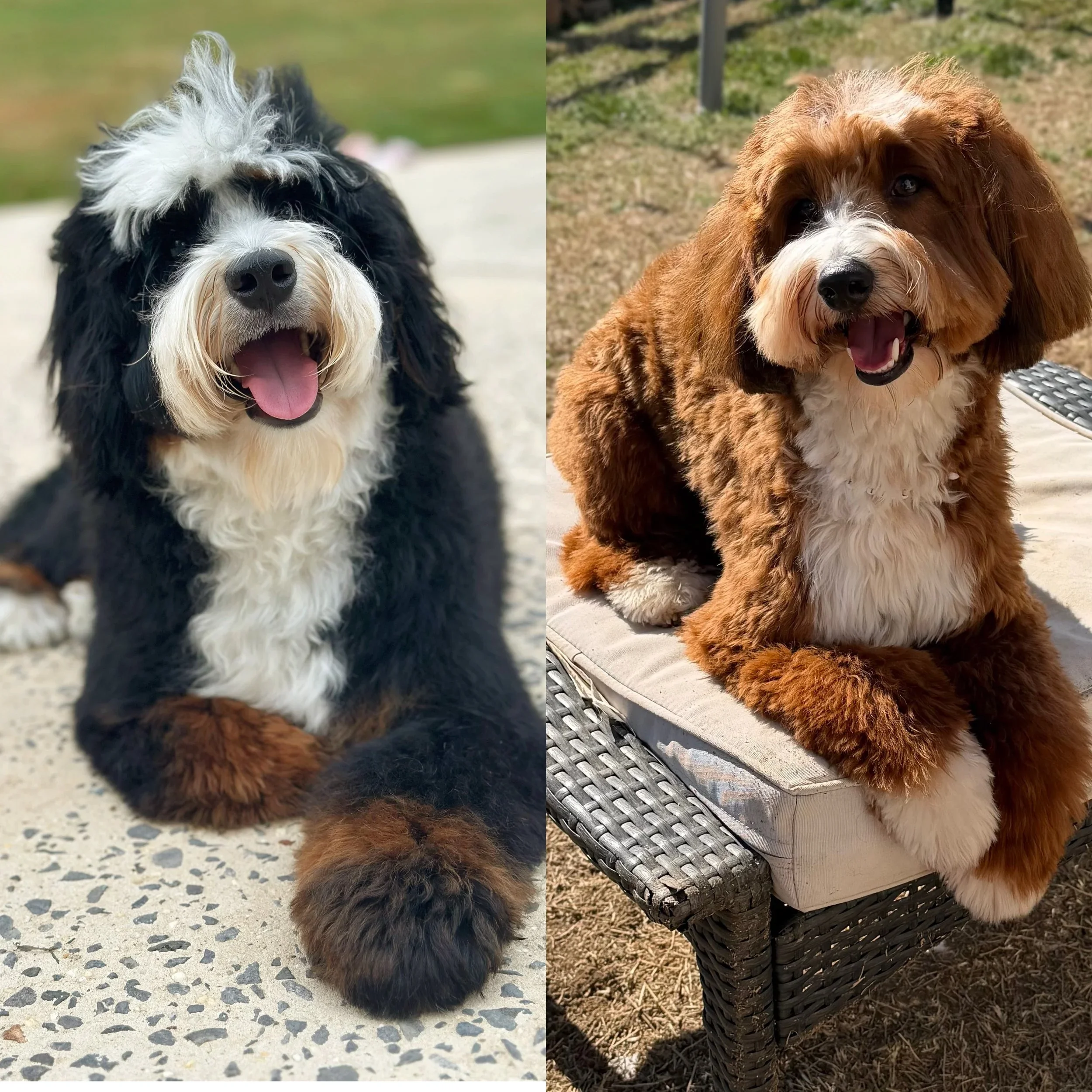 Hattie Mae & Sully - Mini Bernedoodles - Timeline: Puppies due 2026 - Puppies go home 2026 - Approximate weight 20-25 lbs - Expecting sables, reds, Sables,classic tris straight & wavy - $3,500 + 9.75% state tax