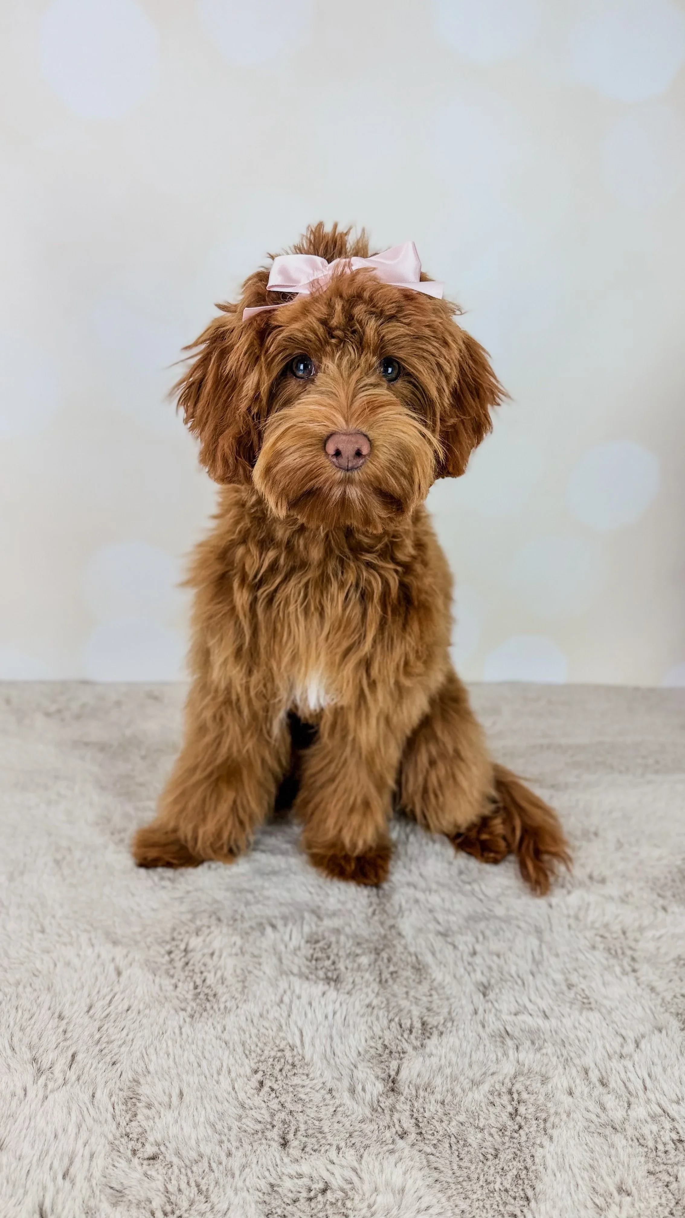 Kona - Micro Goldendoodle - Expected weight 15 lbs - 

Kona is such a snuggle bug, she loves snuggling but also can be playful. She is so smart and such a rule follower. 