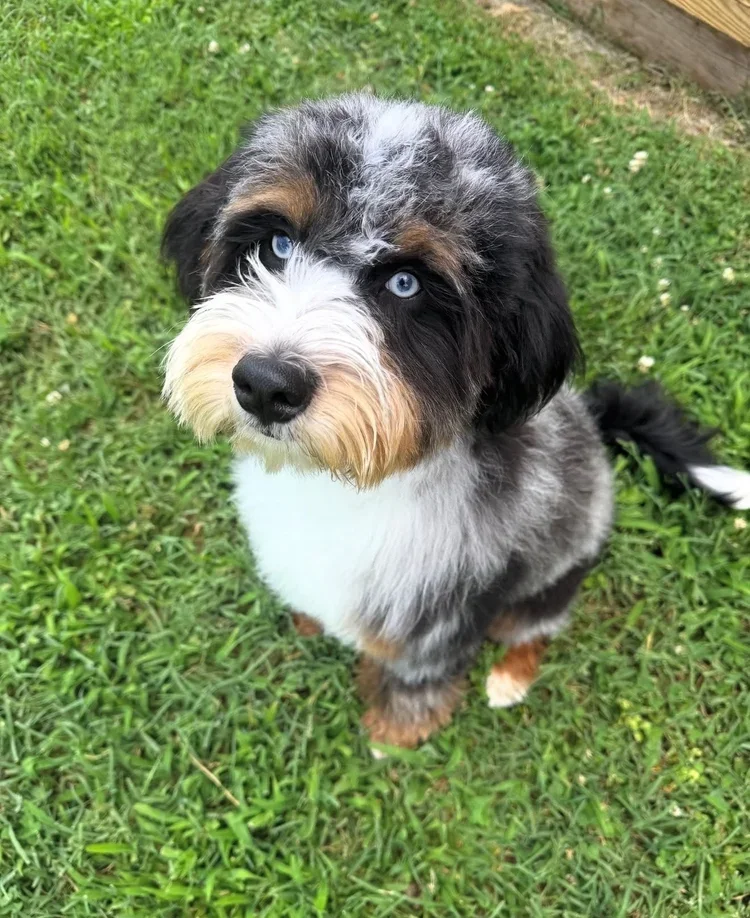 Kallan - Kallan is a stunning Australian Mountain Doodle 🤍

He carries the ALX4 gene, giving him those dreamy, breathtaking eyes. With a super soft coat and a presence that stops you in your tracks, he’s as handsome as they come.

Kallan is incredib