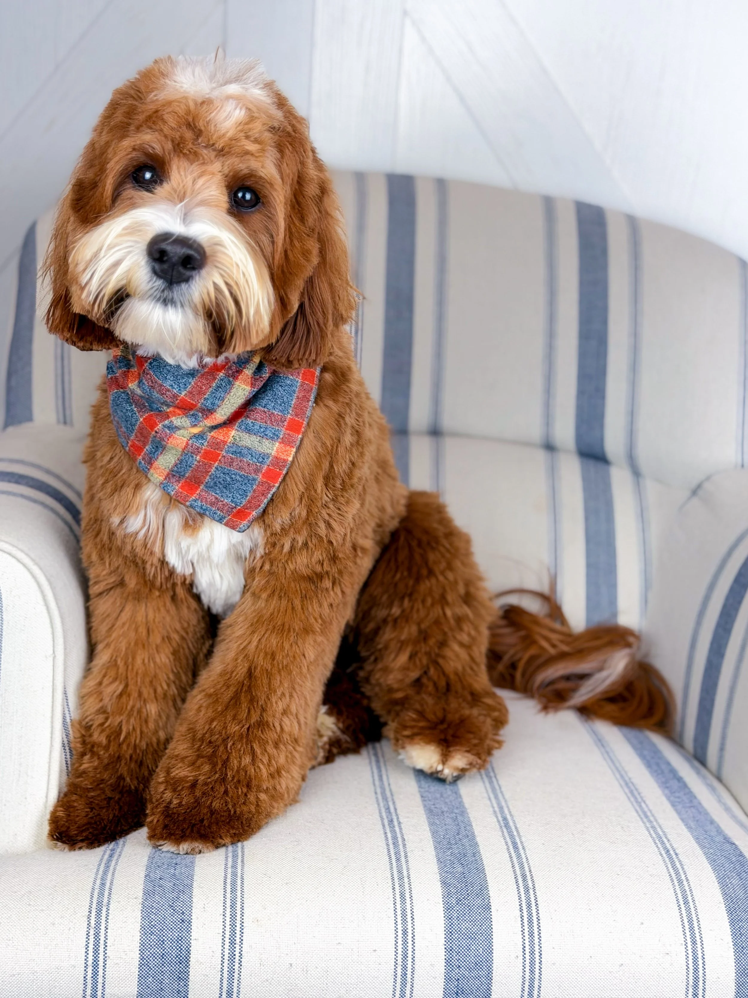 Noble - Mini Goldendoodle - Expected weight 20 lb - He passed her OFA preliminaries. 

Red tuxedo, such a smart boy. He has therapy dog qualities. We just are smitten with him!