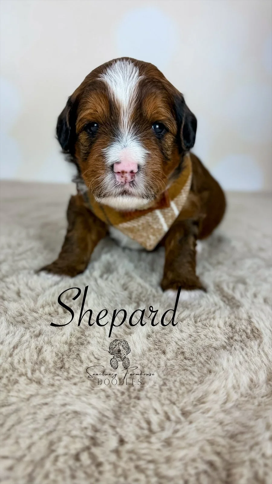 A cute brown and white puppy with a pink nose, sitting on a soft beige rug, wearing a tan and white harness. The text 'Shepard' and 'Sanctuary Farmhouse Doodles' with a small doodle of a dog is overlaid.