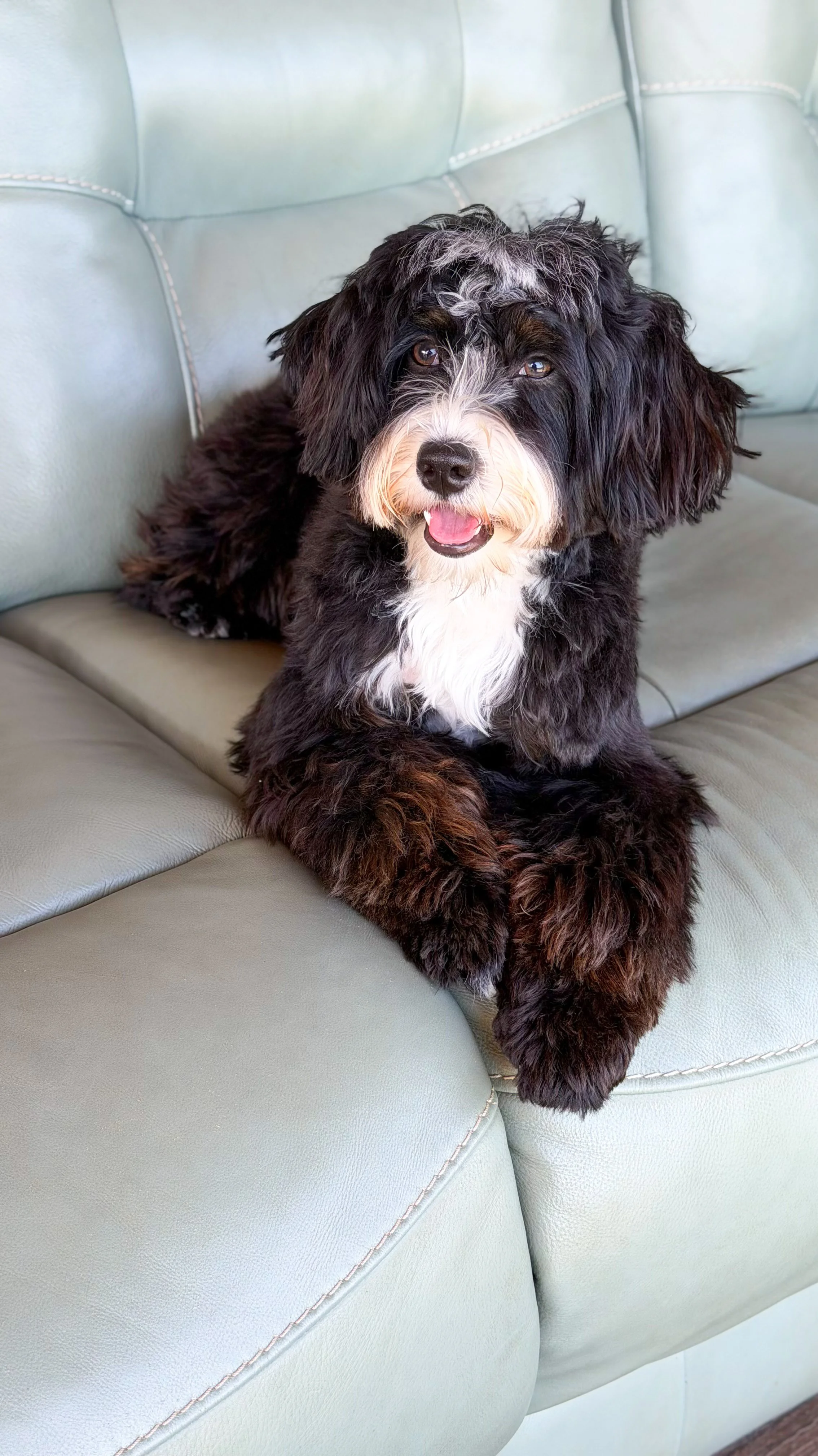 Sylvie Rose - Mini Bernedoodle - 20 lbs

She is a classic tri. Beyond calm and loving. Perfectly painted by God, she is a masterpiece! 

DNA TEST: https://app.embarkvet.com/pet/dea05a80-160b-44bd-b314-cbddc61f05d5/about
