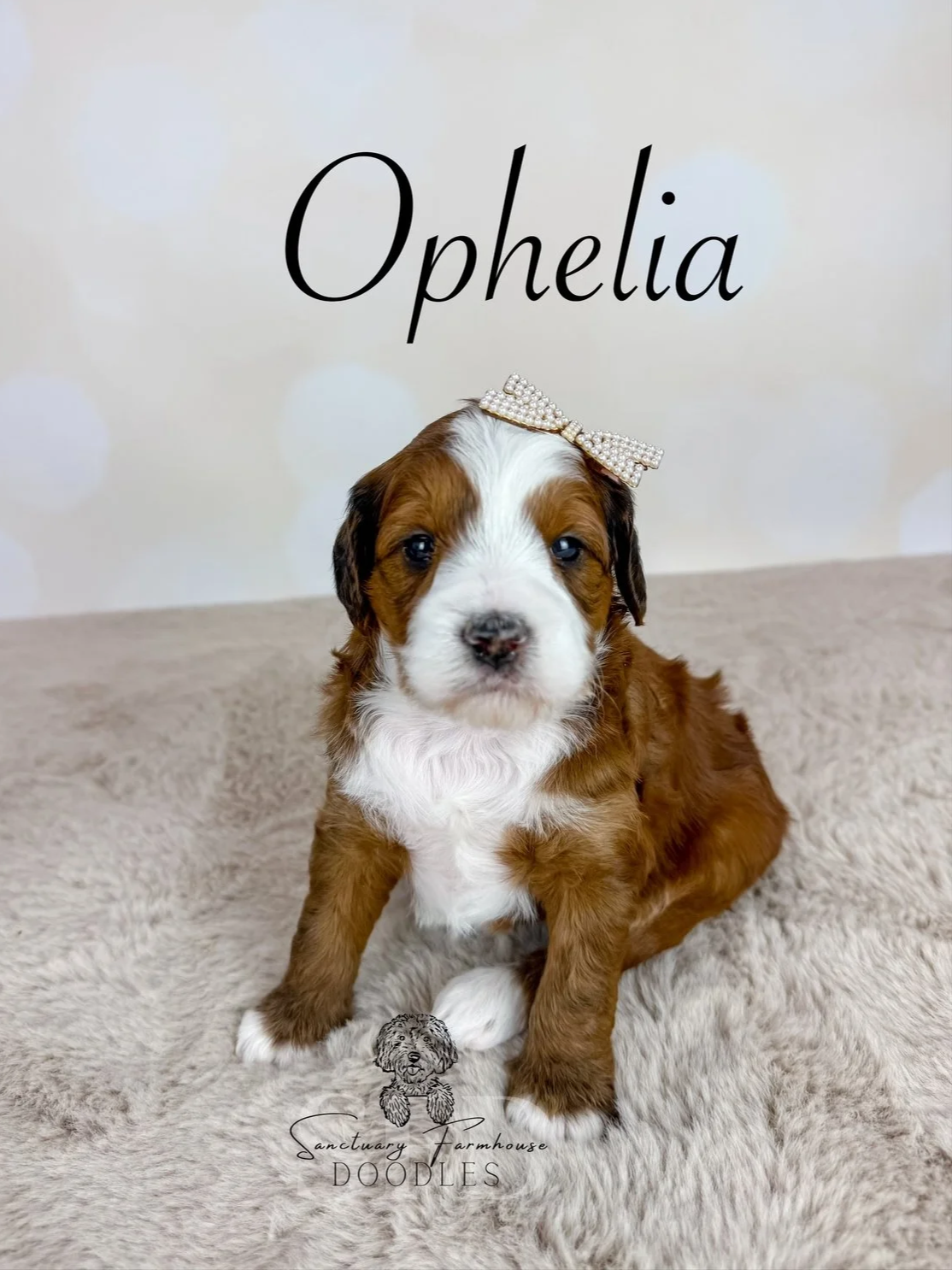 A cute puppy with brown and white fur sitting on a soft, beige surface, wearing a pearl bow on its head. The background is light with soft, round bokeh lights, and the word 'Ophelia' is written above the puppy.