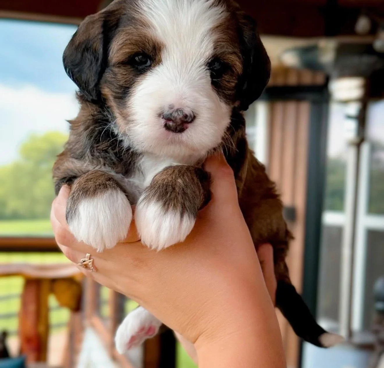 A small, fluffy puppy with brown, black, and white fur is being gently held in a person's hand with a ring on their finger. The puppy has blue eyes and a pink nose with dark spots. In the background, there is a house with large windows and a green outdoor view.
