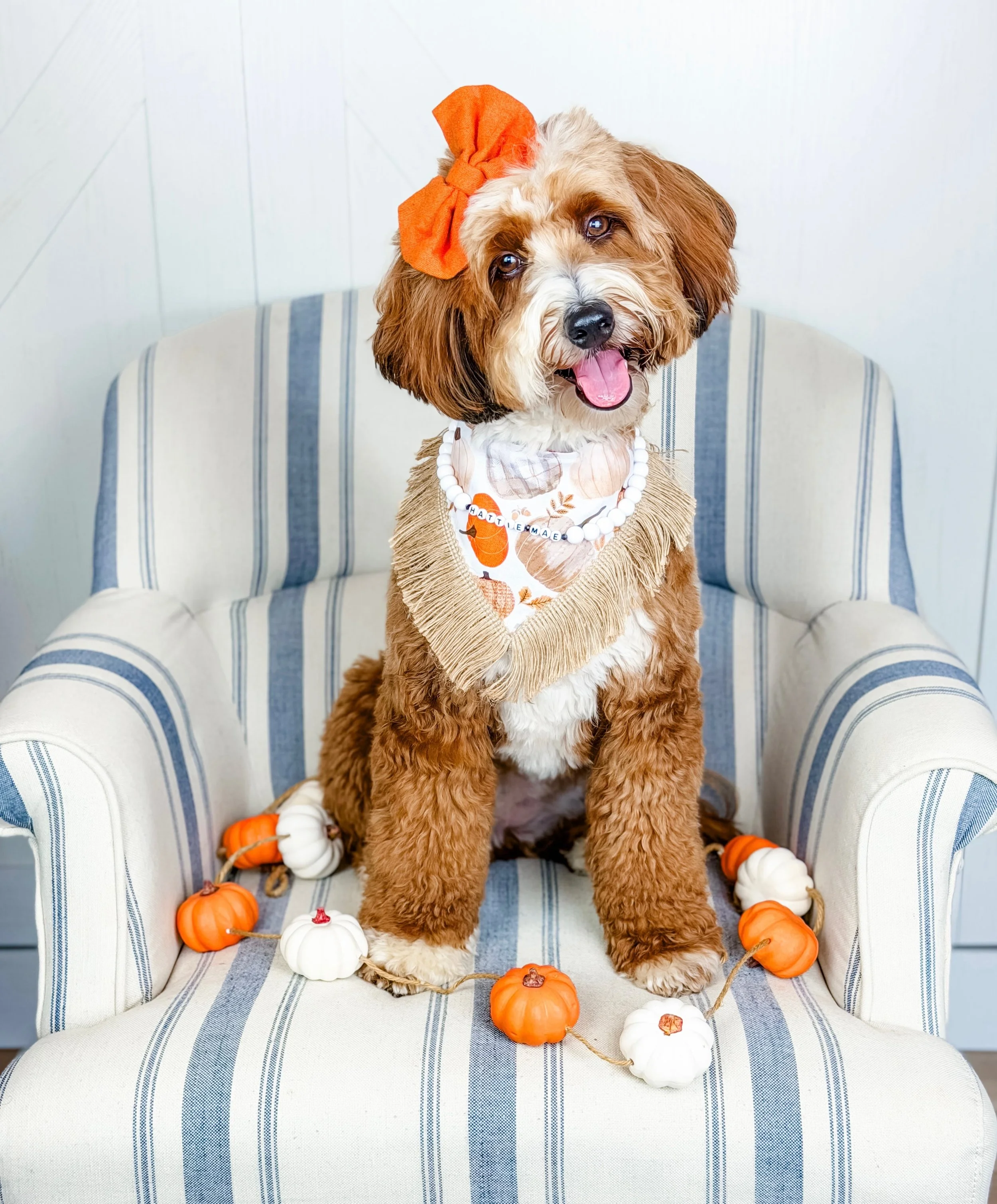 Hattie Mae 🤎

Our beautiful red sable Mini Bernedoodle who is as loving as they come. She’s hilarious, full of life, and makes sure her family knows they are her whole world.

Hattie Mae lives with her wonderful guardian family, where she is absolut