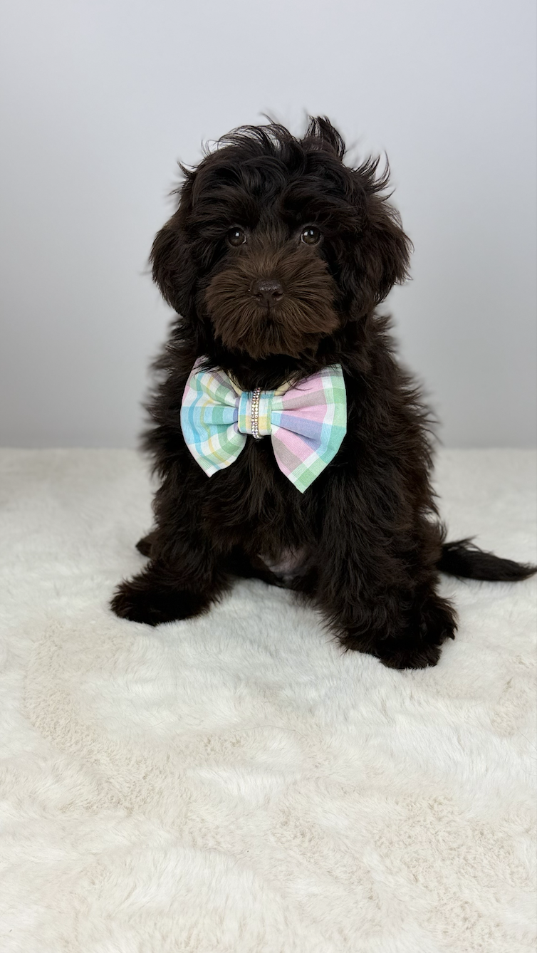 Teddy - Teddy is our chocolate petite Goldendoodle, and he truly lives up to his name a real teddy bear in every way. He is as sweet and loving as they come, with a heart that melts everyone he meets.

We are beyond excited about this boy’s future an
