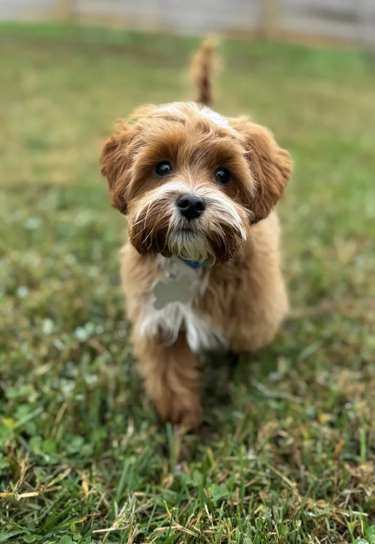 Brooks - Micro Goldendoodle - 8 lbs - 

Brooks is a super chill little guy who loves to play ball. He is very loving and affectionate. He is a red and white tuxedo micro golden doodle. Expected weight 7 lbs.