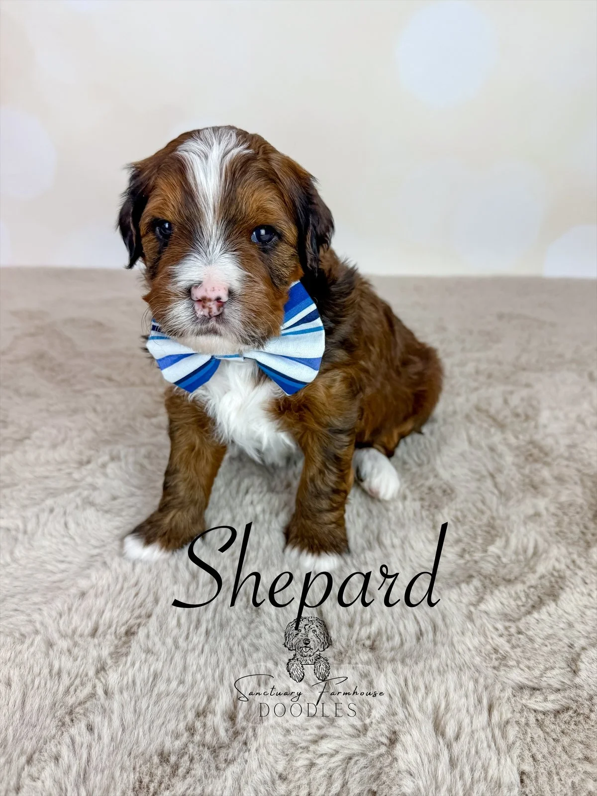 A cute brown and white puppy with blue eyes wearing a blue and white striped bowtie, sitting on a beige furry rug with a plain wall in the background. The text 'Shepard' and a logo for Sanctuary Farmhouse Doodles are superimposed on the image.