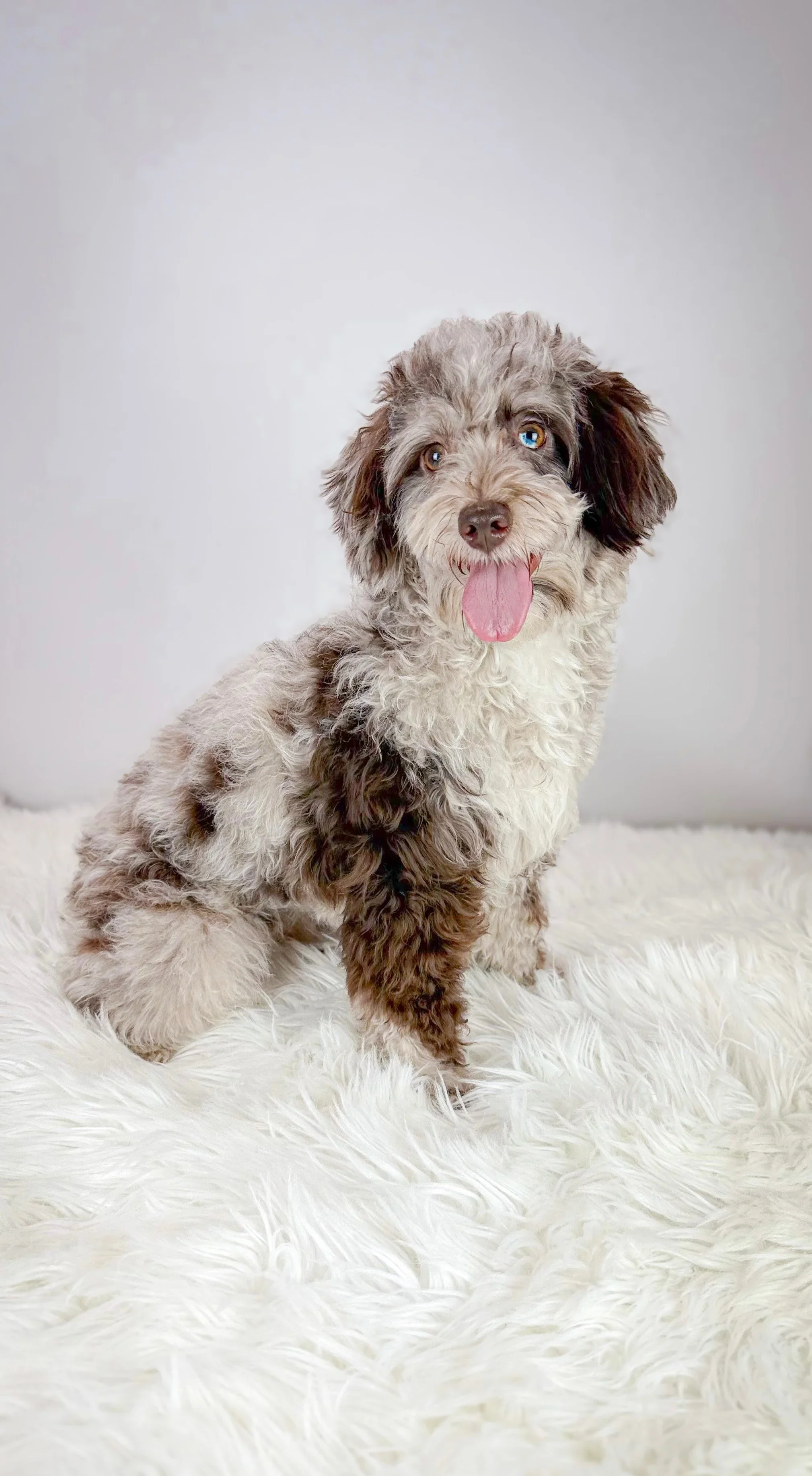 Rory - Rory is our upcoming chocolate merle micro Goldendoodle mama 🤍

She lives with her mama—my daughter—and is so sweet and incredibly beautiful.

At just 14 pounds, we cannot wait to see the bright future ahead for this special girl ✨🐾