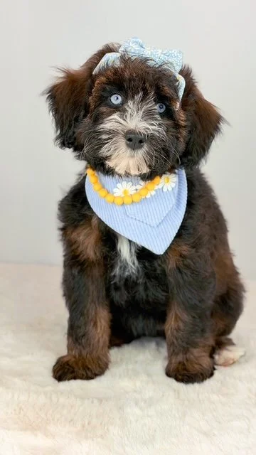 Marigold ✨ Future mama
Australian Bernedoodle. Sweet, beautiful sable girl with striking ALX4 eyes. We can’t wait to see what her future holds with SFD 🤍