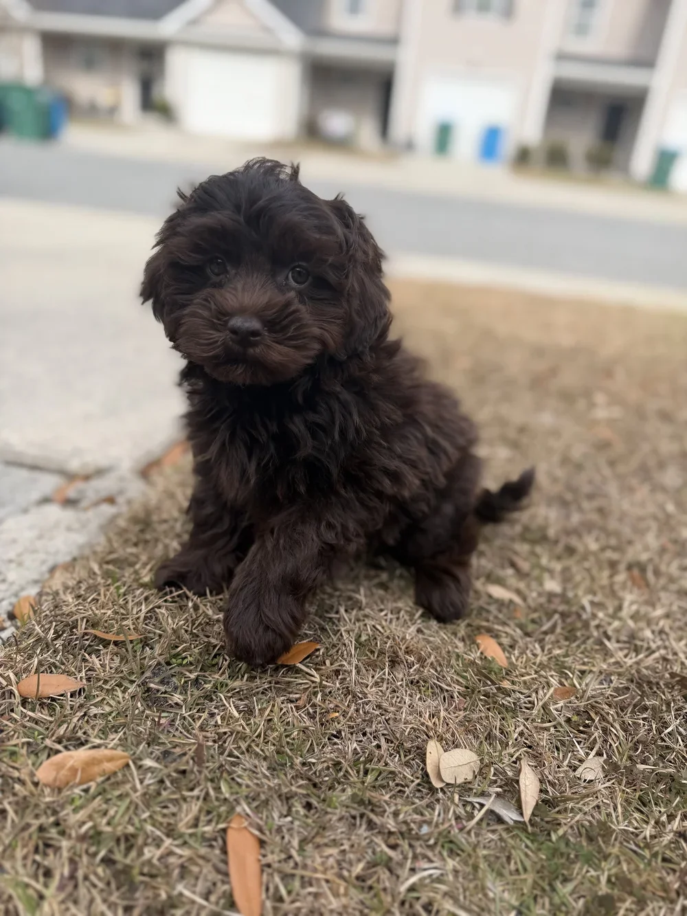 Teddy - Teddy is our chocolate petite Goldendoodle, and he truly lives up to his name a real teddy bear in every way. He is as sweet and loving as they come, with a heart that melts everyone he meets.

We are beyond excited about this boy’s future an