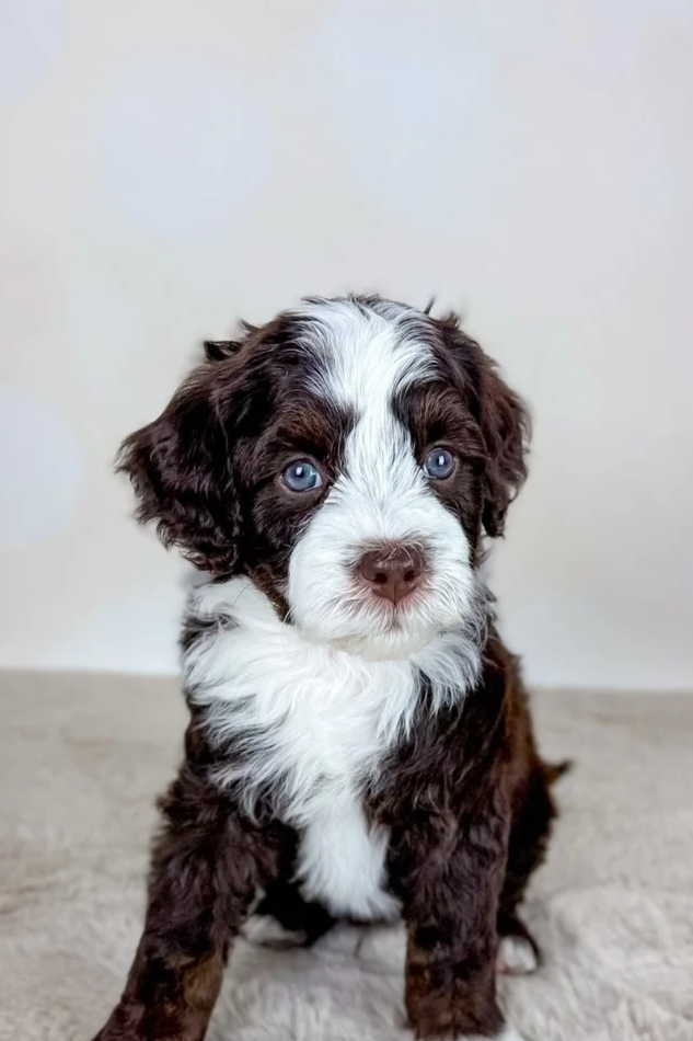 Cute brown and white puppy with blue eyes sitting indoors on carpeted floor.