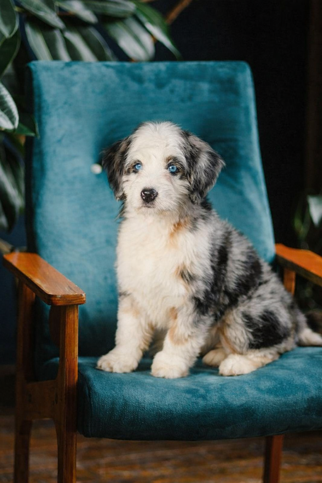 A cute puppy with blue eyes and a merle coat sits on a teal upholstered armchair with wooden armrests, with green plants in the background.
