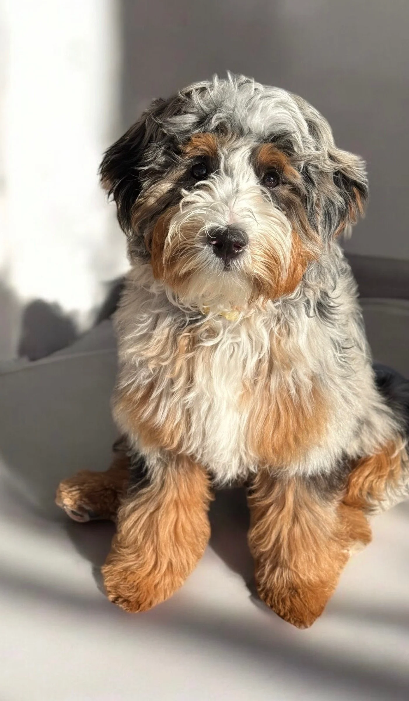 A cute, fluffy puppy with multicolored fur, looking directly at the camera.