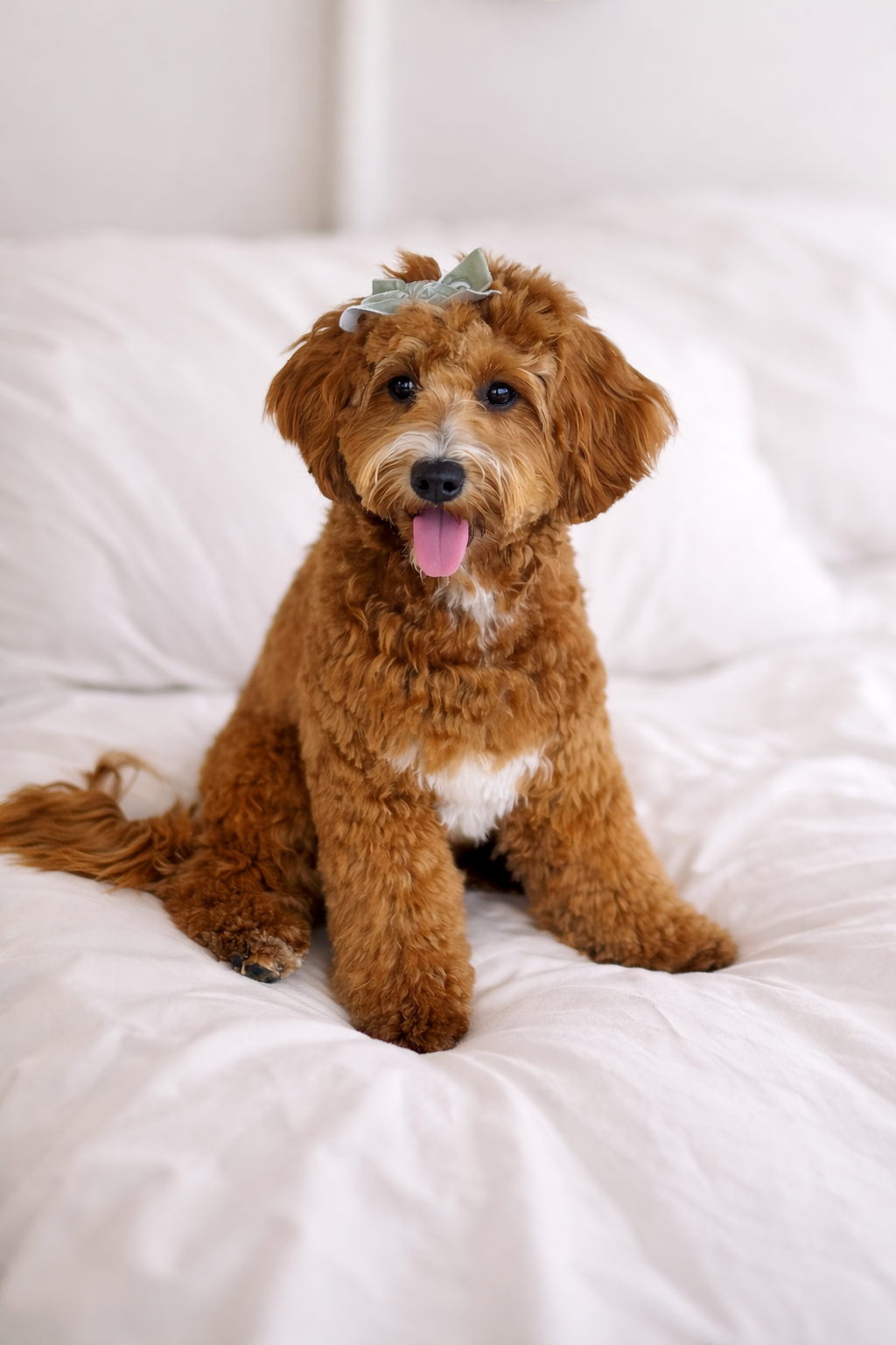 A cute brown curly-haired puppy with a light-colored bow on its head, sitting on a white bed with its tongue out.