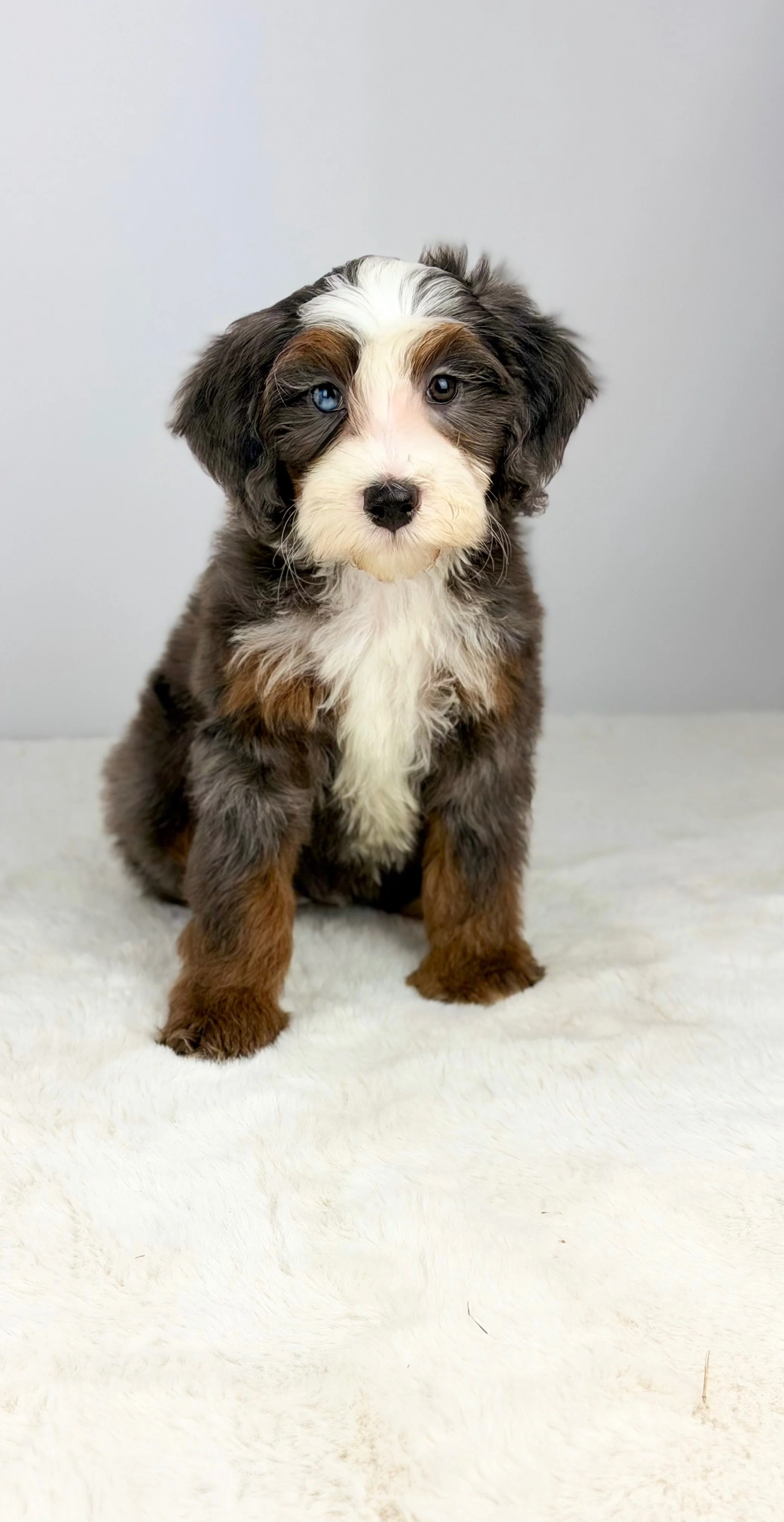 New future Papa

This stunning guy has the ability to produce both chocolate and blue Merles, and we are beyond excited about the future he holds for our program. We are currently awaiting his OFA results before he officially joins our breeding progr