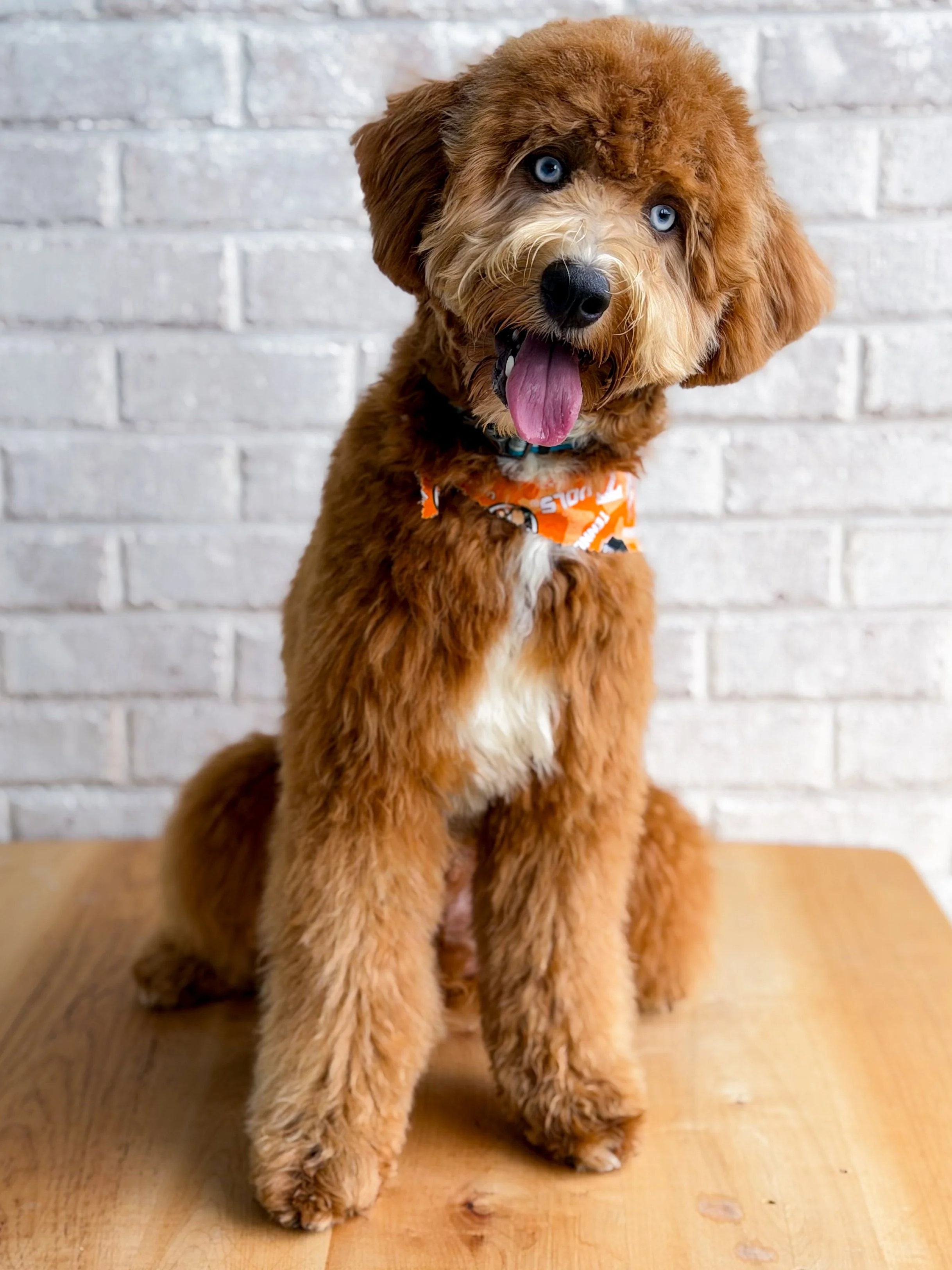 Bleu our upcoming papa. He is a SFD double doodle with ALX4 gene. He can produce black based and brown based puppies. He is so sweet and living his best life with his brother Noble. He passed her OFA preliminaries. 