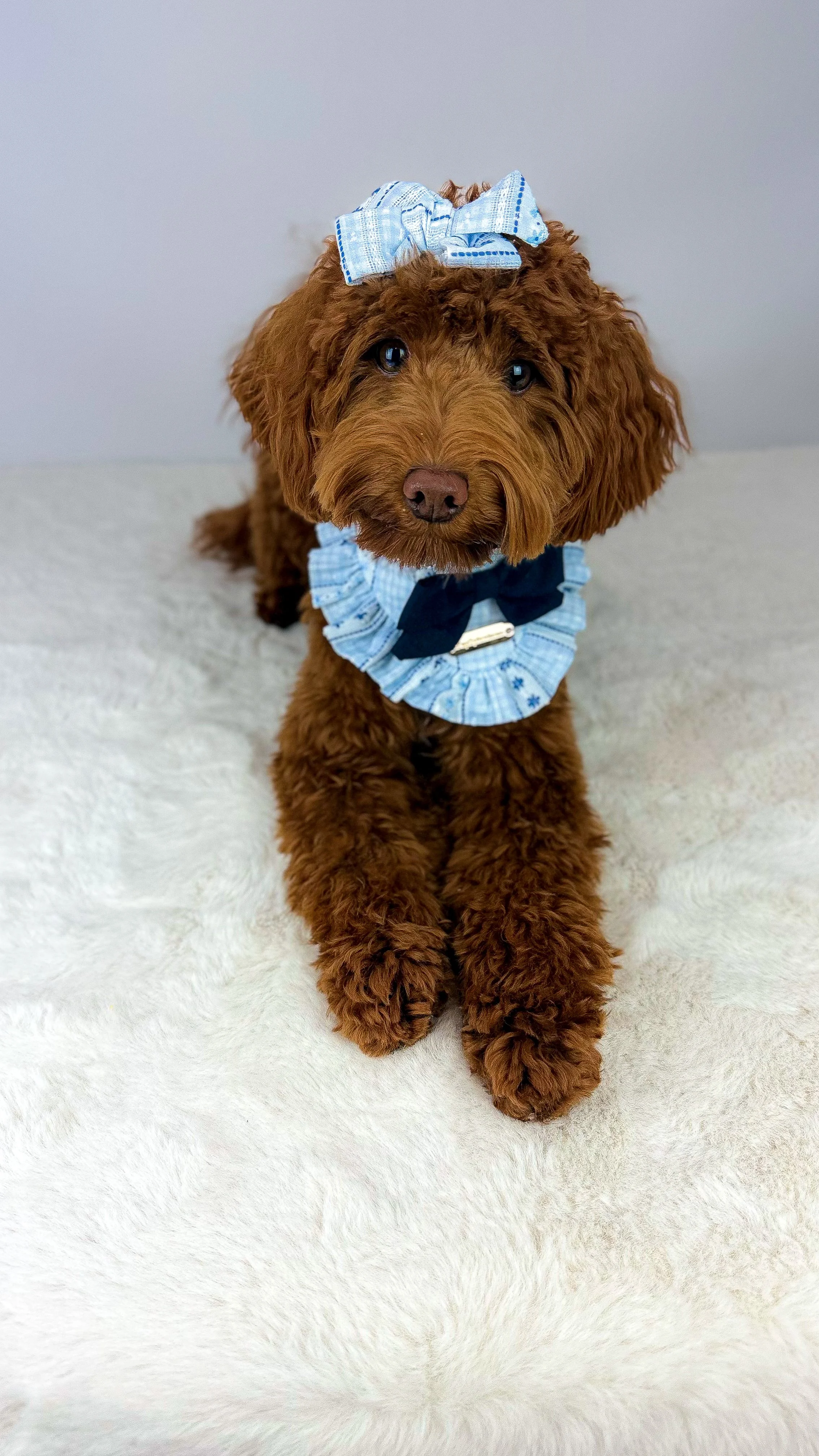 Kona - Micro Goldendoodle - 12 lbs

Kona is such a snuggle bug, she loves snuggling but also can be playful. She is so smart and such a rule follower.  She passed her OFA preliminaries. 