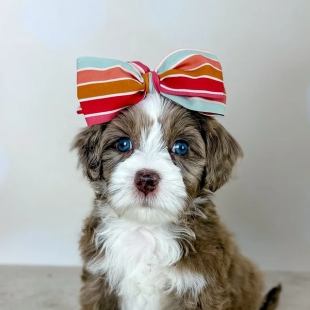 A cute puppy with blue eyes wearing a large, colorful striped bow on its head.