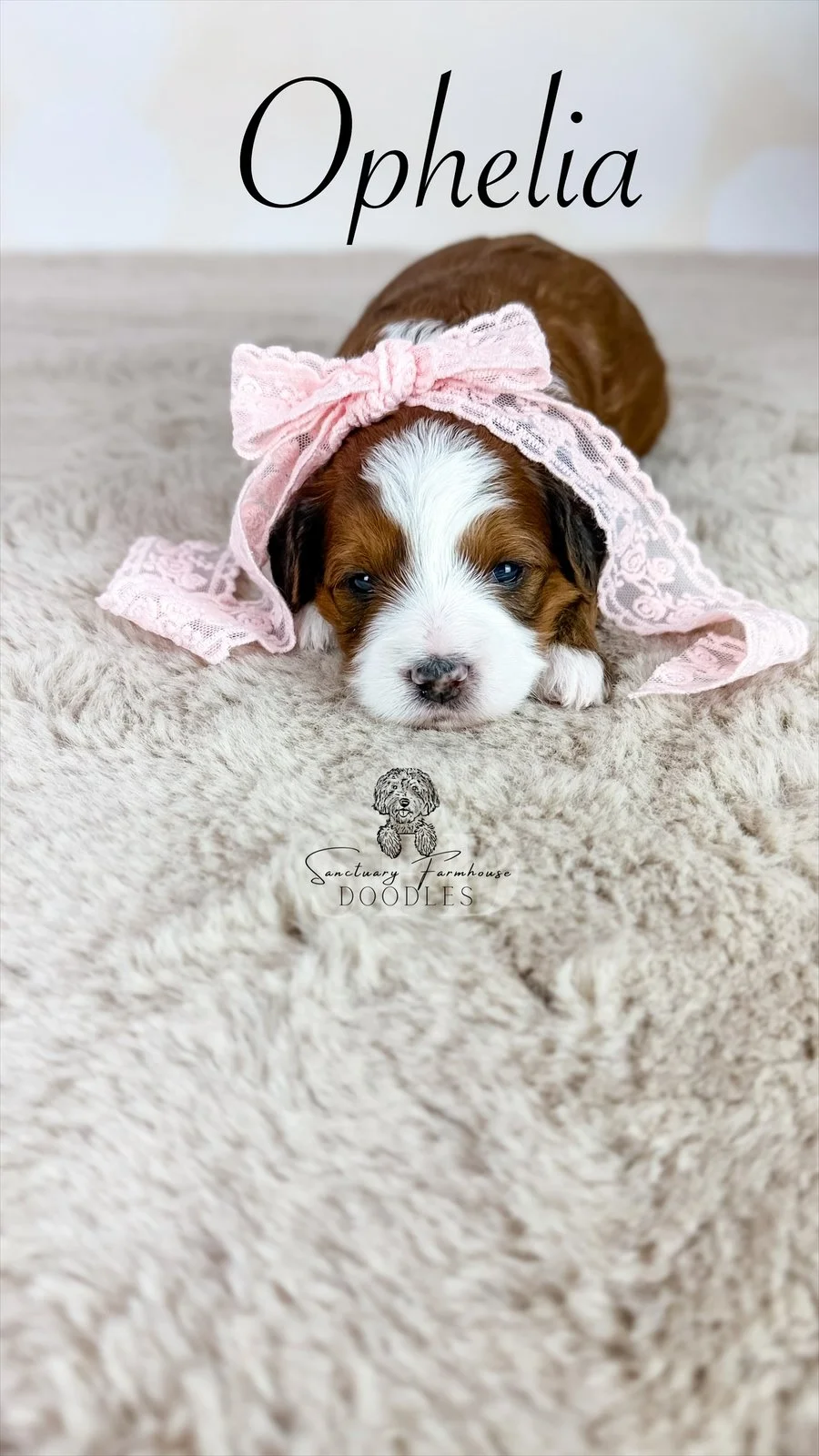 A cute puppy with brown and white fur lying on a soft beige blanket, wearing a pink lace bow around its head. The photo has the text 'Ophelia' at the top and a logo at the bottom that reads 'Sanctuary Farmhouse Doodles' with a line drawing of a dog.
