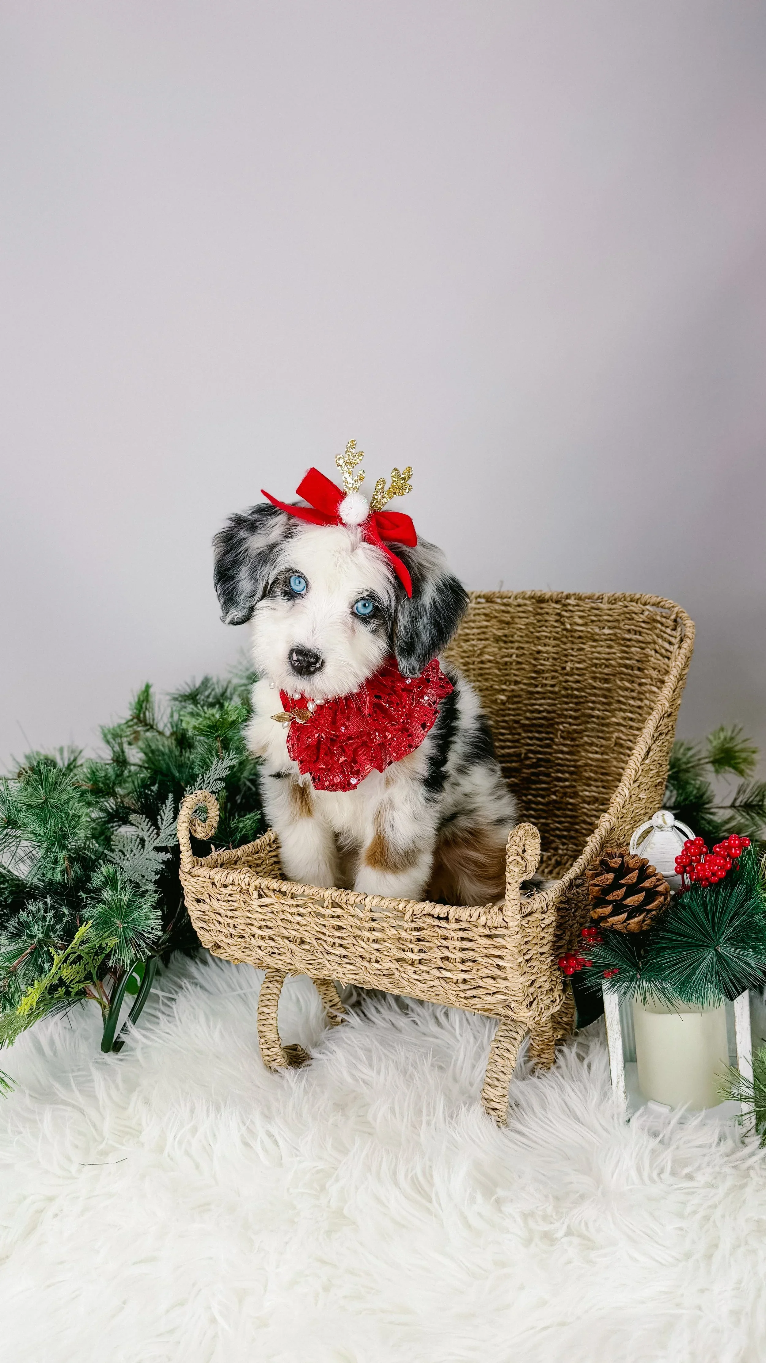 Pearl Future Mama  - Pearl is a stunning tri merle Ultra Bernedoodle 🤍

She is 74% Bernese Mountain Dog with an expected weight of around 40 pounds.

Incredibly loving, with eyes that truly mesmerize everyone she meets.

Pearl is thriving with her w