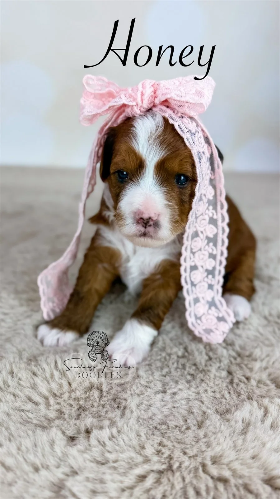 A cute brown and white puppy with blue eyes wearing a pink lace headband with a bow, sitting on a soft beige surface with a neutral background. The word 'Honey' is written at the top.