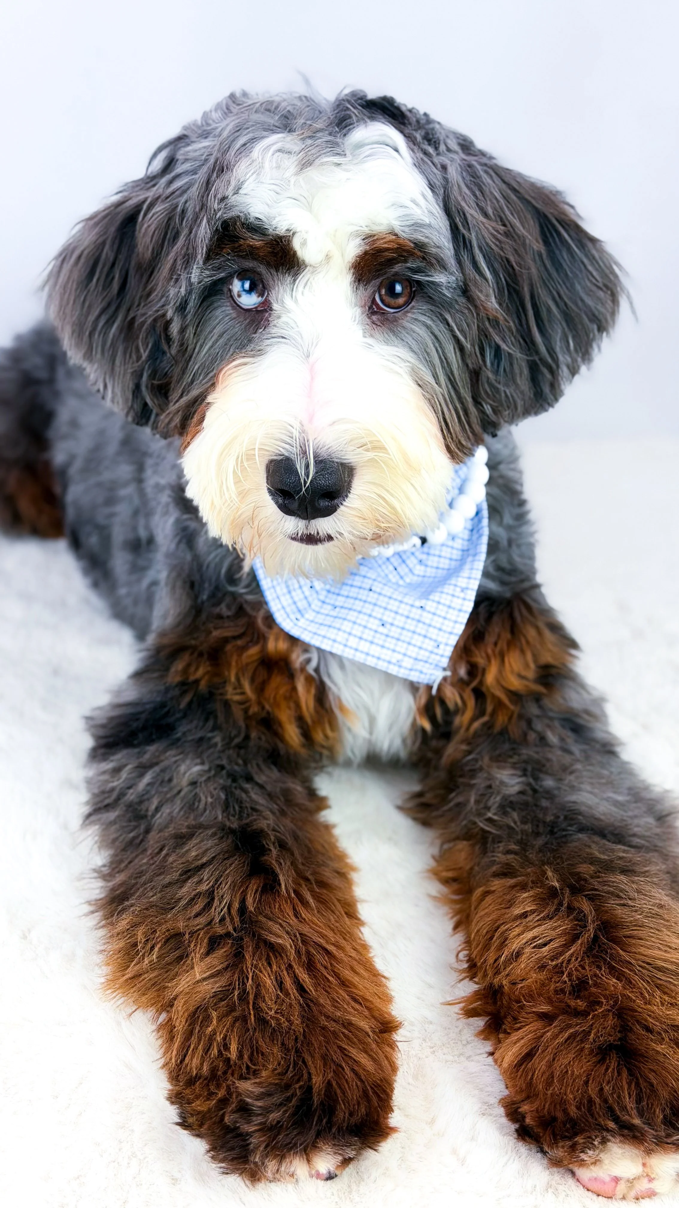 Dakota - New future Papa

This stunning guy is 30 lbs. He has the ability to produce both chocolate and blue Merles, and we are beyond excited about the future he holds for our program. We are currently awaiting his OFA results before he officially j