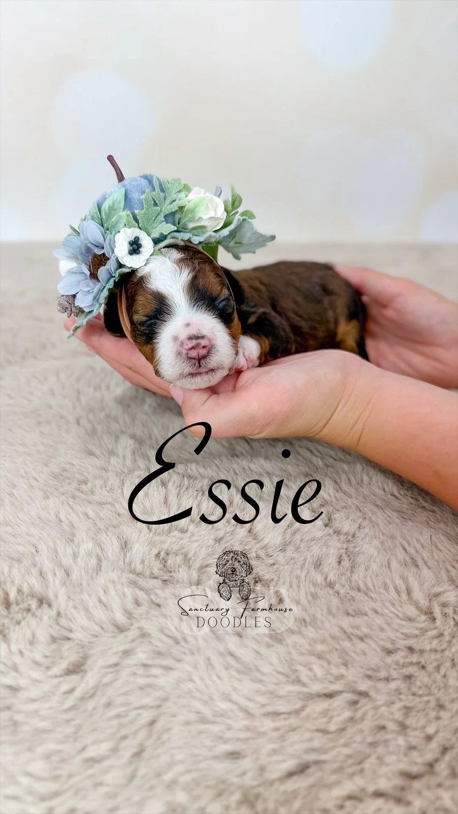 Close-up of a tiny puppy with a floral headband, resting on a person's hands on a soft furry surface, with the name 'Essie' and a logo below.