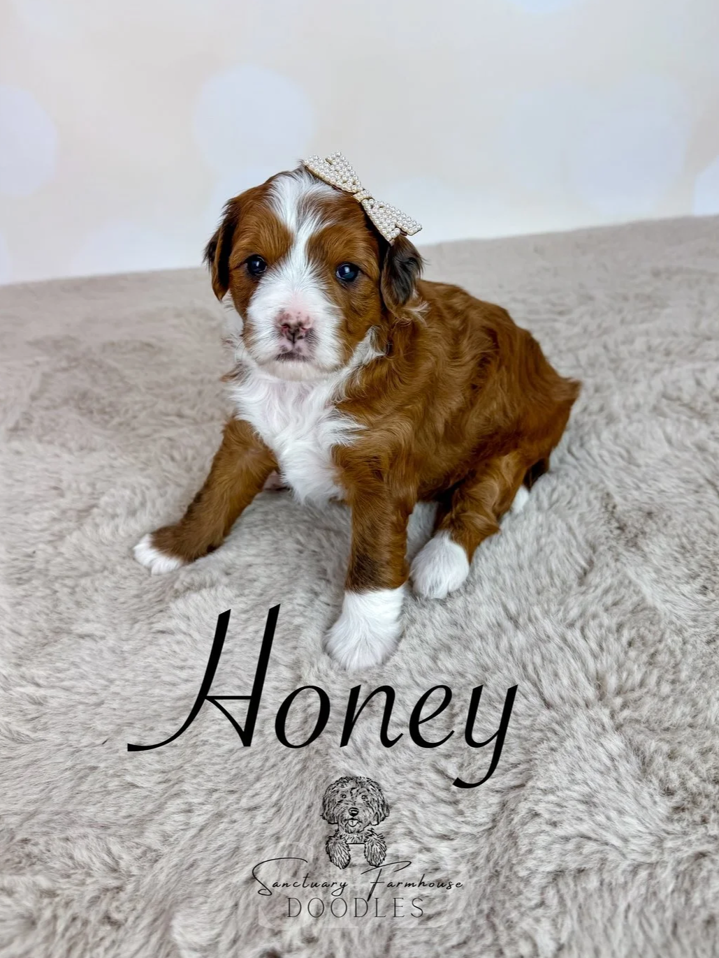 A adorable brown and white puppy with a pearl bow on its head, sitting on a beige fuzzy rug. Text overlay reads 'Honey' with a small doodle of a dog and the words 'Sanctuary Farmhouse Doodles'.