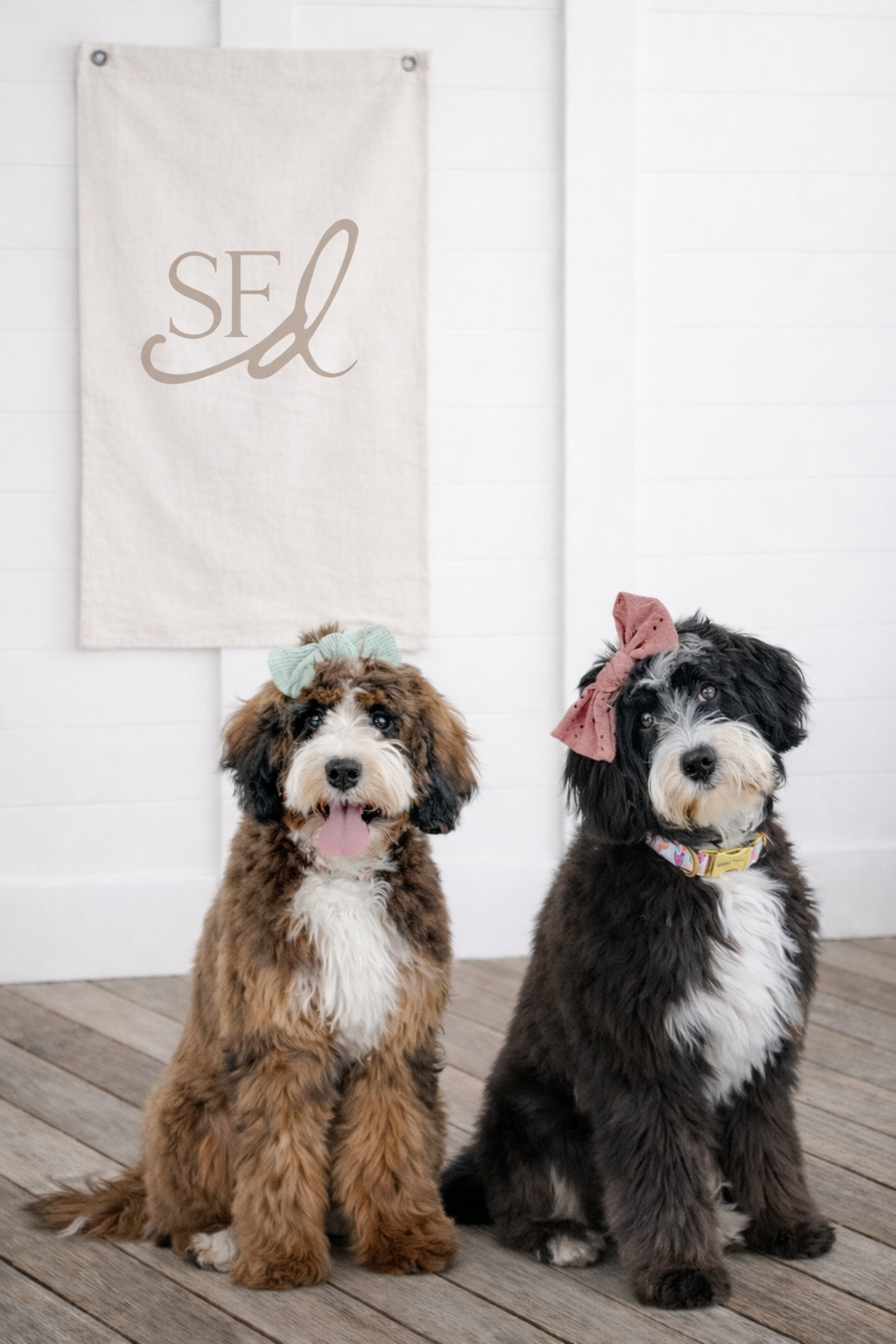 Two fluffy dogs with bows on their heads sitting on a wooden floor in front of a white wall with a beige banner that has 'SFD' inscribed on it.