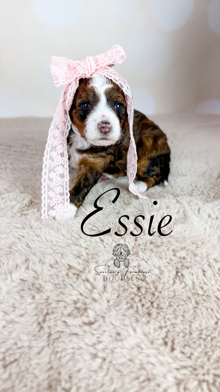 A cute puppy with brown, black, and white fur, wearing a pink lace bow on its head, sitting on a soft beige rug. The text 'Essie' is written on the image, along with a logo for Sanctuary Farmhouse Doodles.