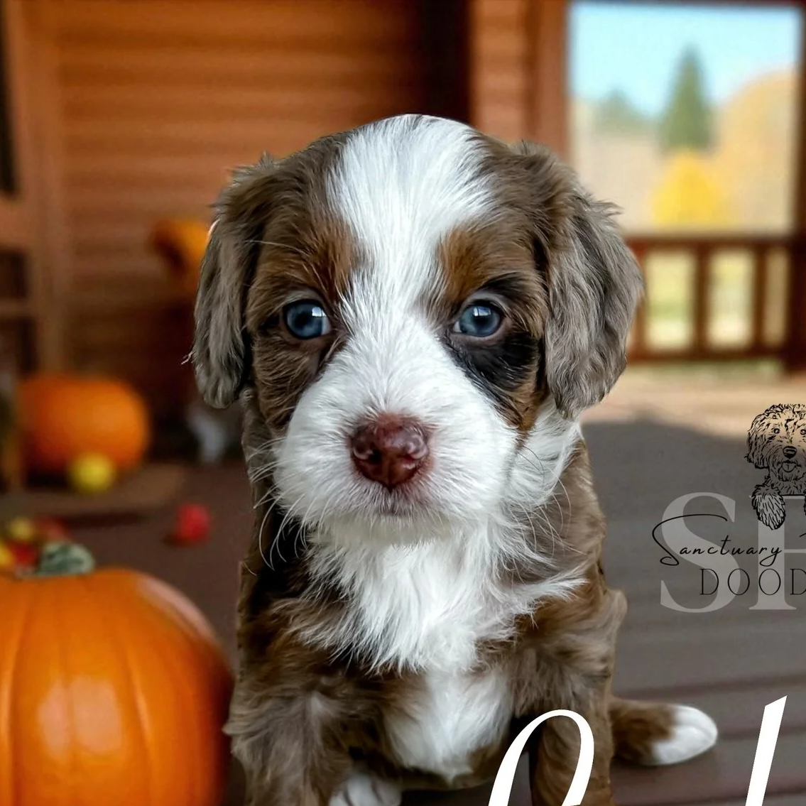A cute Australian Shepherd puppy with blue eyes sitting on a porch with pumpkins and autumn leaves in the background.