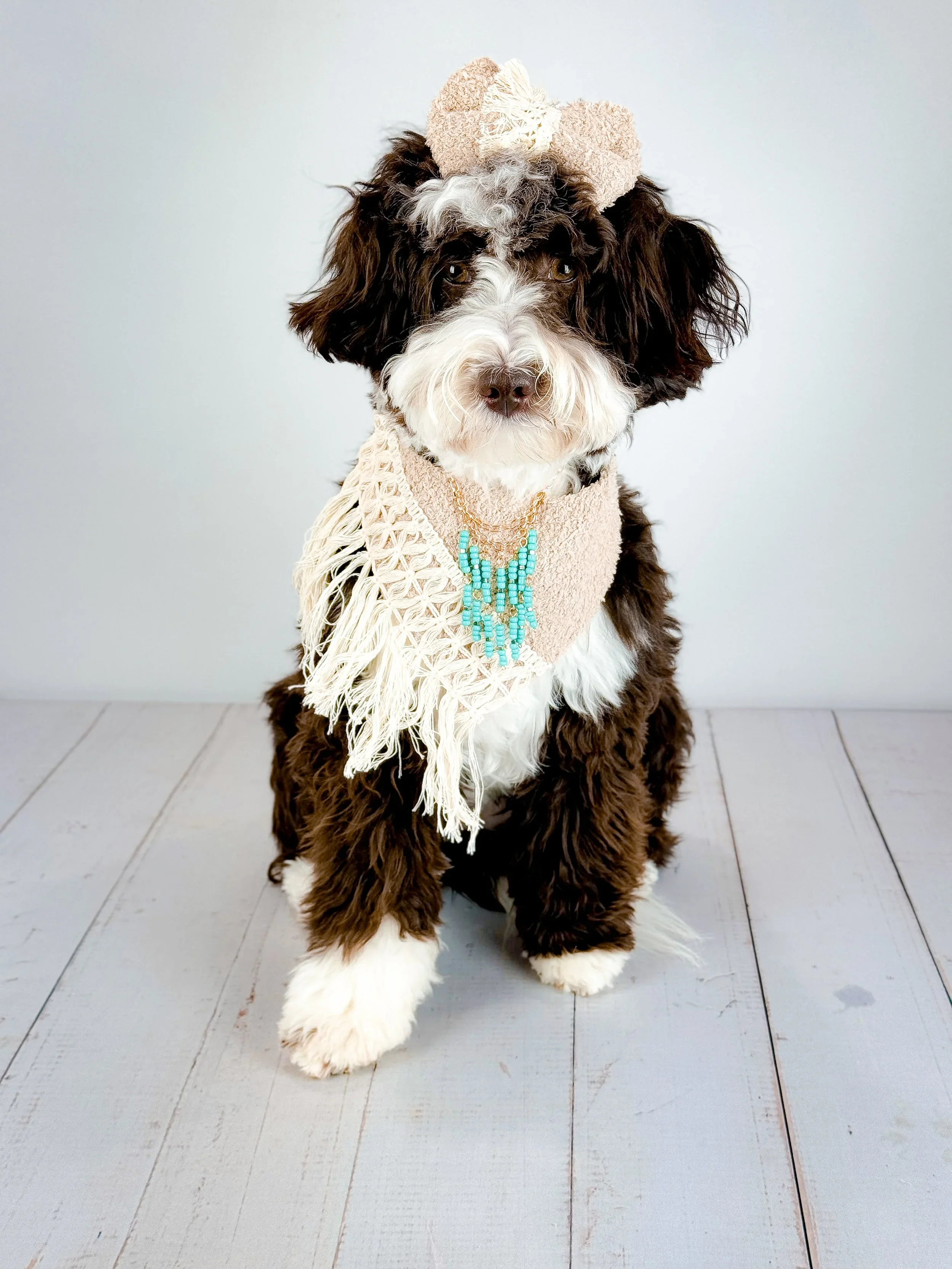 Clara  - Mini Bernedoodle - 19 lbs - 

Clara is so sweet and an old soul at heart. She is a chocolate and white tuxedo mini bernedoodle and weighs 20 lbs. She's smart, lives to please and very obedient!

 (Genetically cleared) - DNA Test: https://app