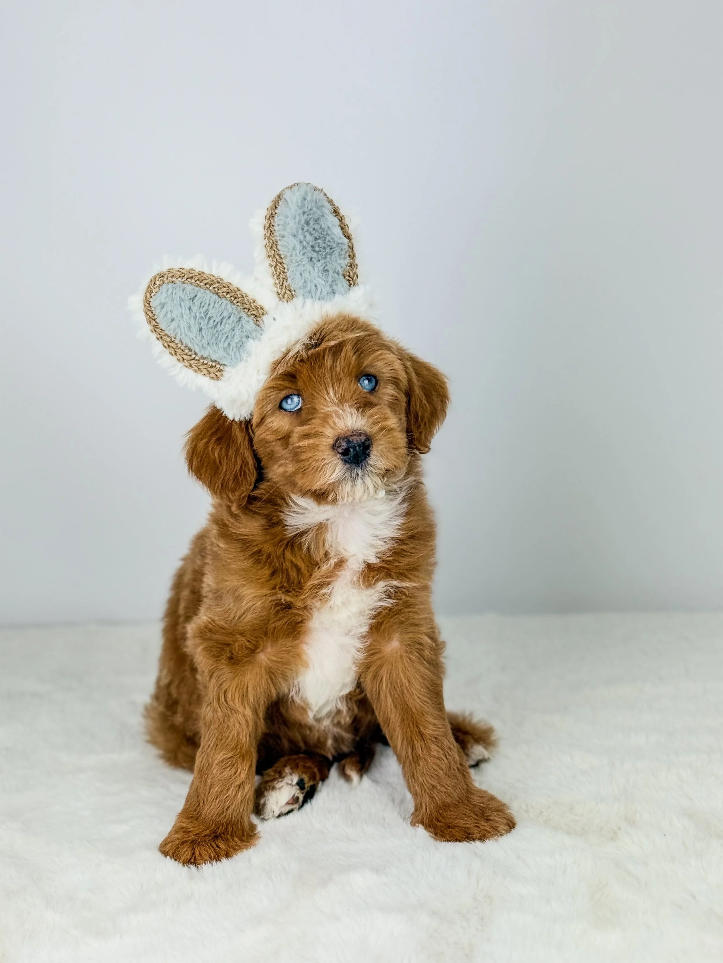 Bleu our upcoming Papa he is a SFD double doodle with ALX4 gene! He can produce black based and brown based puppies. He is so sweet and is living his best life with his brother Noble. 