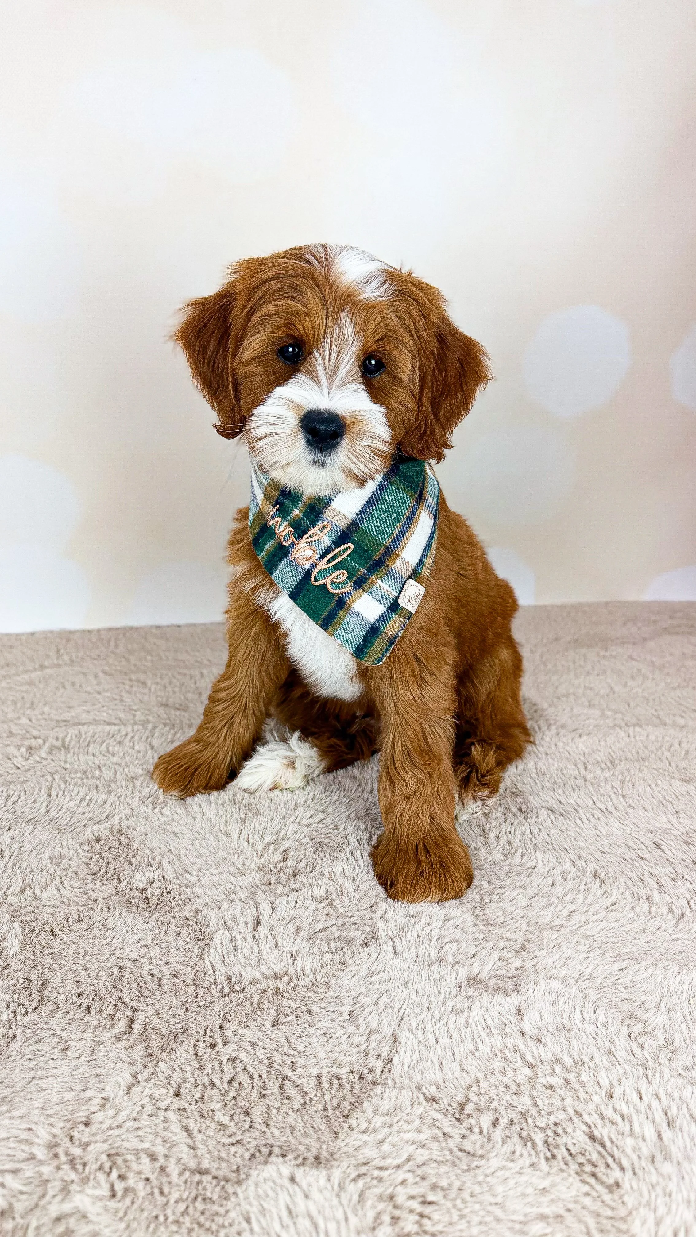 A cute brown and white puppy with a plaid bandana sitting on a beige textured surface against a light-colored background.