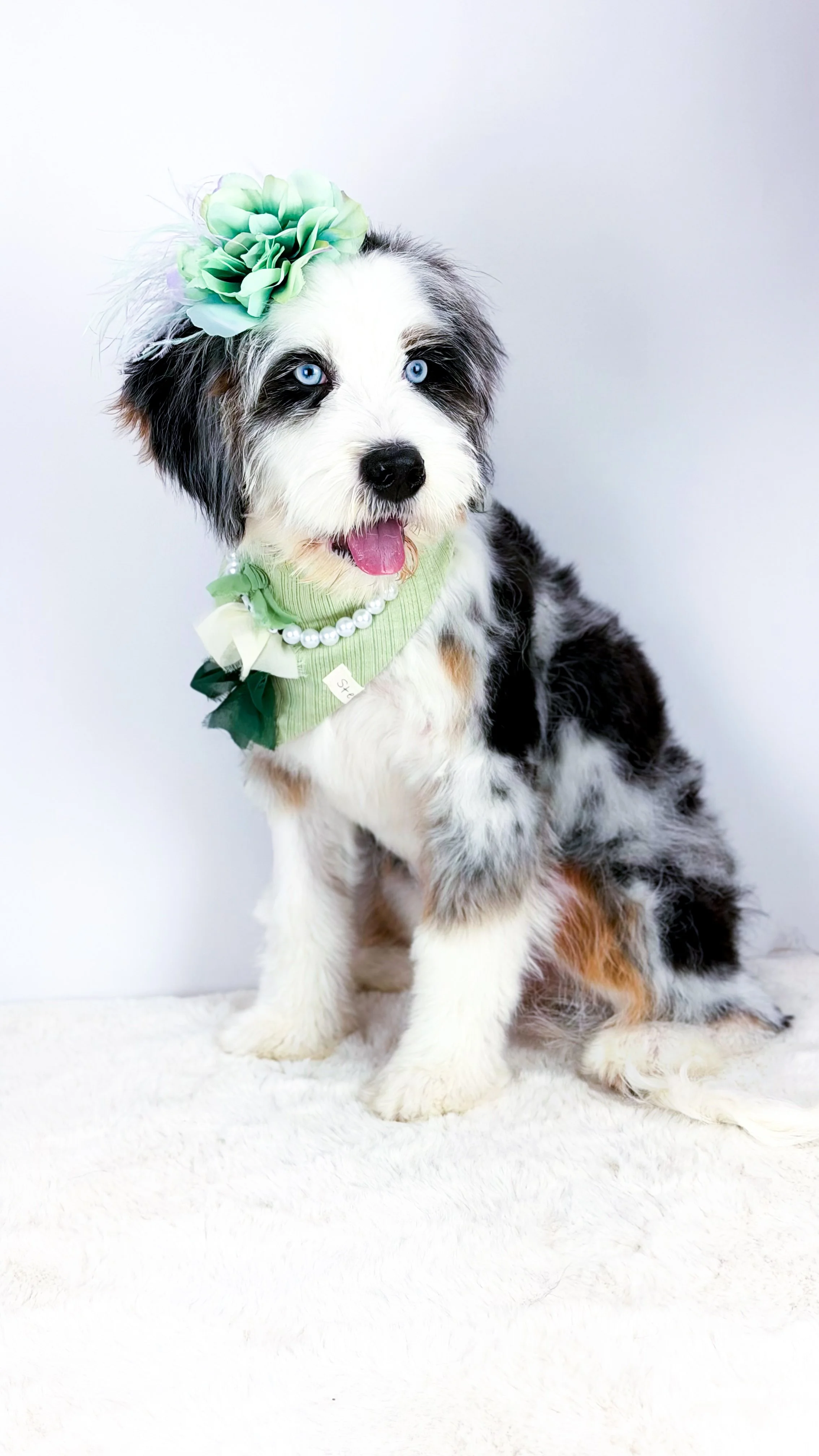 Pearl Future Mama  - Pearl is a stunning tri merle Ultra Bernedoodle 🤍

She is 74% Bernese Mountain Dog with an expected weight of around 40 pounds.

Incredibly loving, with eyes that truly mesmerize everyone she meets.

Pearl is thriving with her w