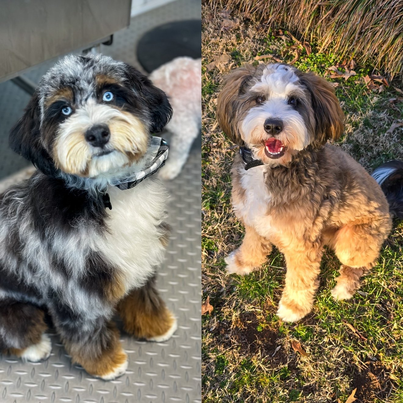 Kallan & Sunny - Mini Australian Bernedoodles - Weight 30-45 pounds - Born Jan 28 Go home March 25 Reservation List: 1  - Breeders Pick,  2 - Breeders Pick, 3 - KC, 4 - open, 5 - open, 6 - open, 7 - open, $3,500-$5,000 + 9.75% state tax