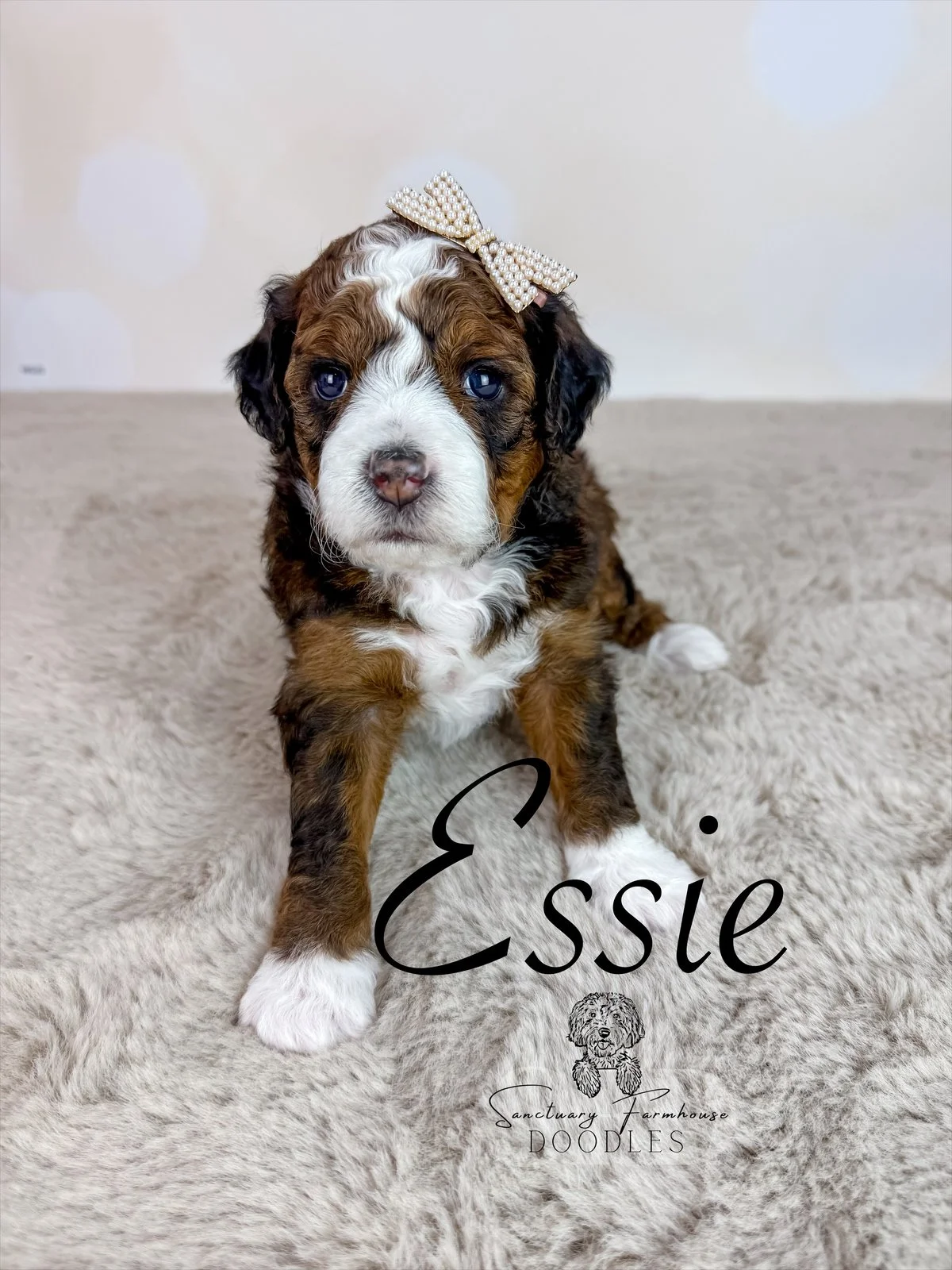 Cute puppy with brown, black, and white fur, wearing a pearl bow on its head, sitting on a soft beige carpet.