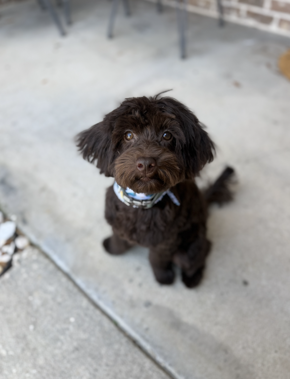 Teddy - Teddy is our chocolate petite Goldendoodle, and he truly lives up to his name a real teddy bear in every way. He is as sweet and loving as they come, with a heart that melts everyone he meets.

We are beyond excited about this boy’s future an