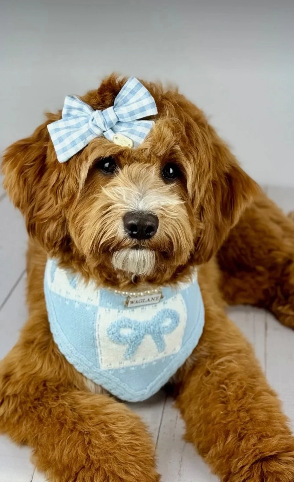 Rosalie - Mini Goldendoodle - 

20 lbs - 

Our little teddy bear, she snuggles for days, so smart. We’re obsessed with her and that’s an understatement!

DNA TEST: https://app.embarkvet.com/pet/b22eb168-0605-4ceb-bda2-eebefccceb7c/about