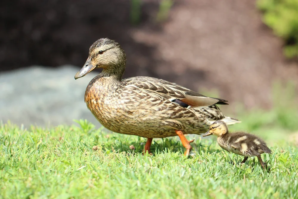 What A Duck Can Teach You About Reinventing After Motherhood &Raquo; Mother+Duck+%281%29