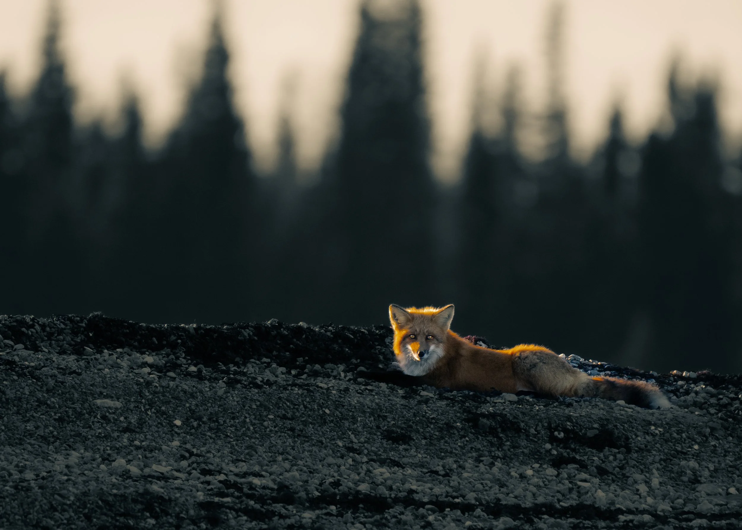Fox