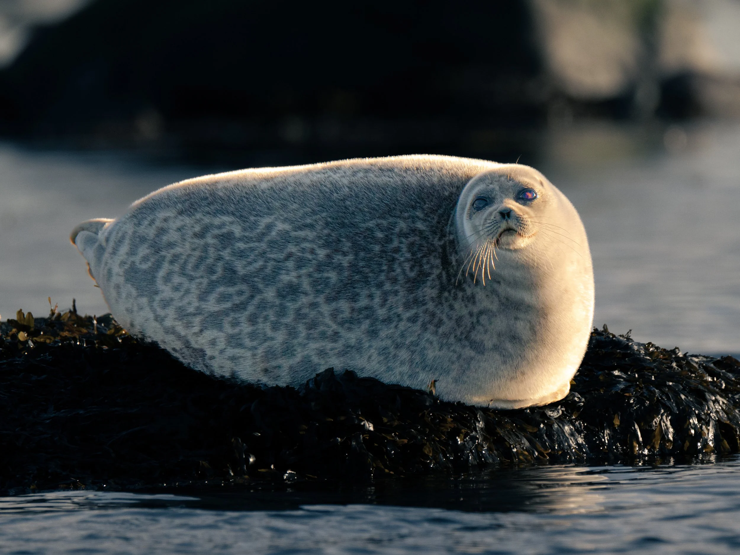 Harbour seal