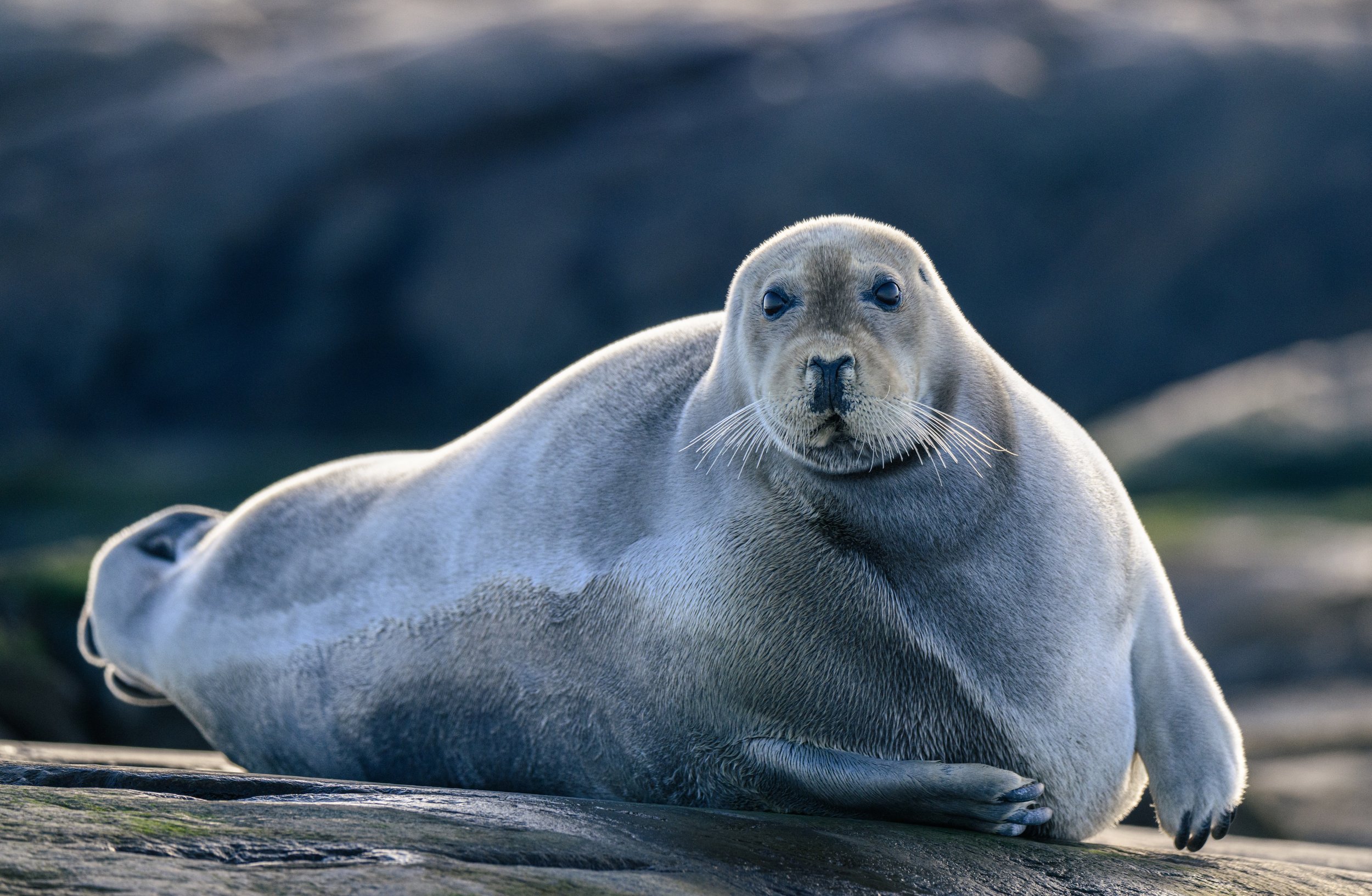Bearded seal