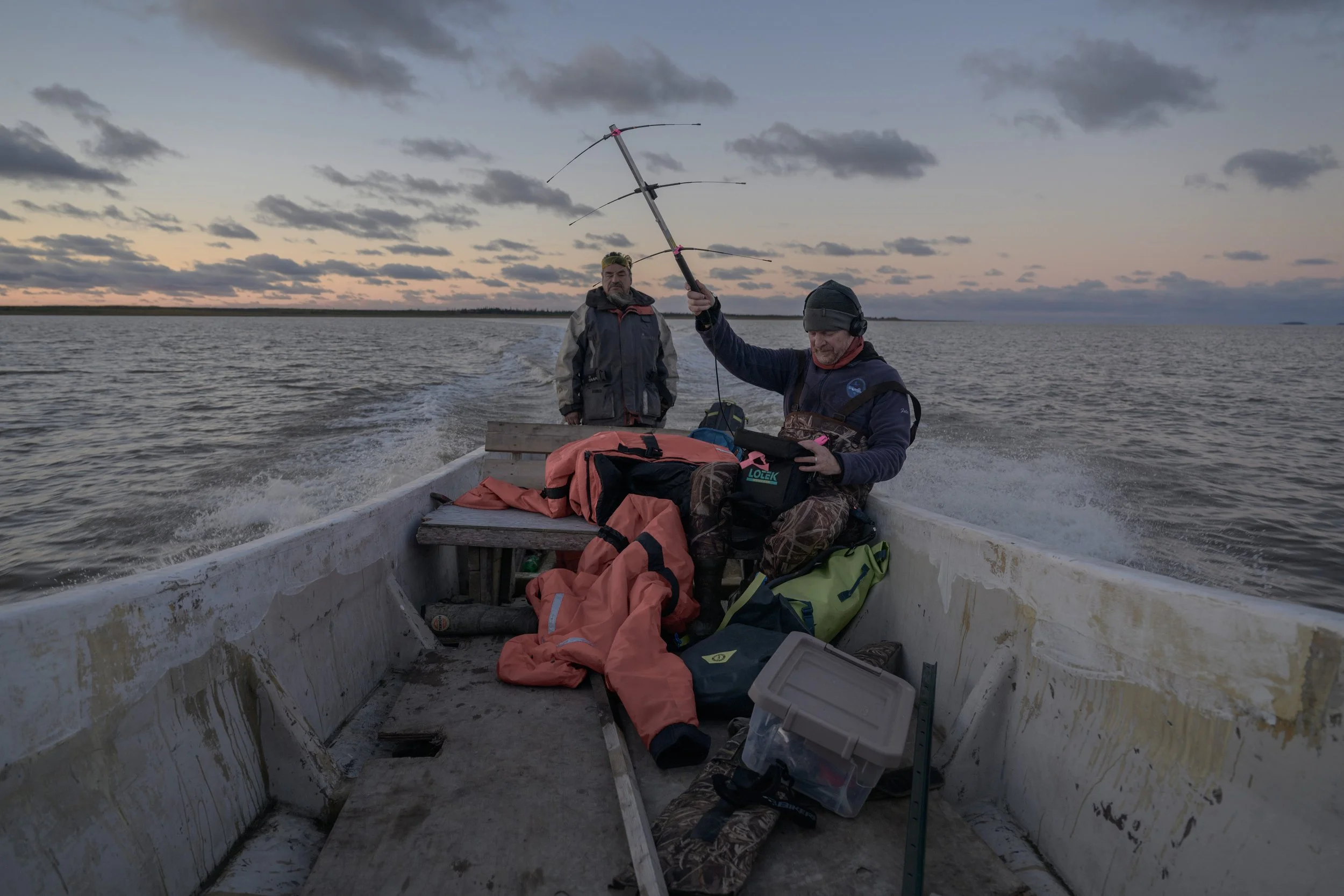 Biologist using a radio antenna from the boat to search for signals from tagged Yellow Rail birds in Rupert Bay.