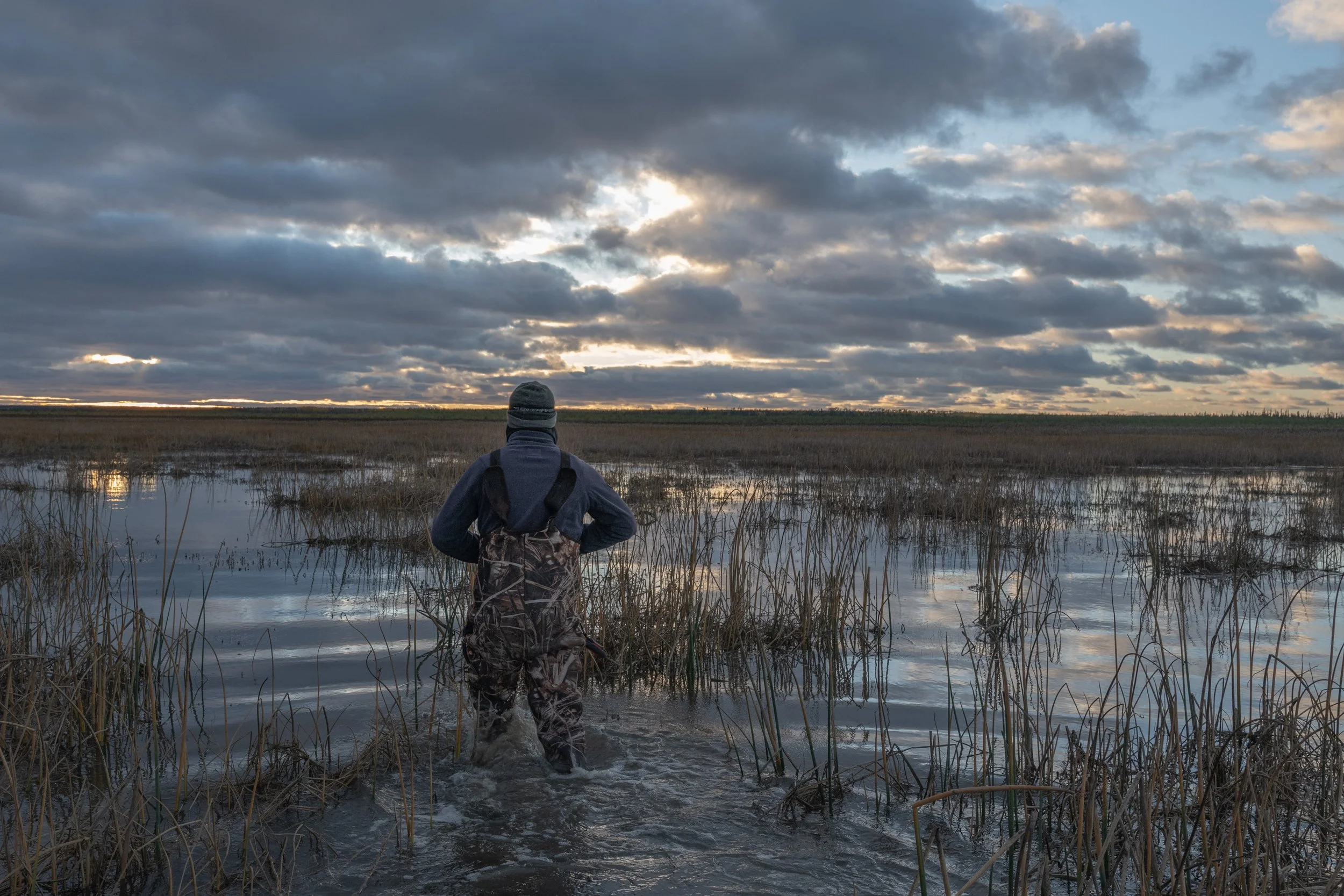 Biologist wades through the tidal marshes of Cabbage Willows in Rupert Bay.