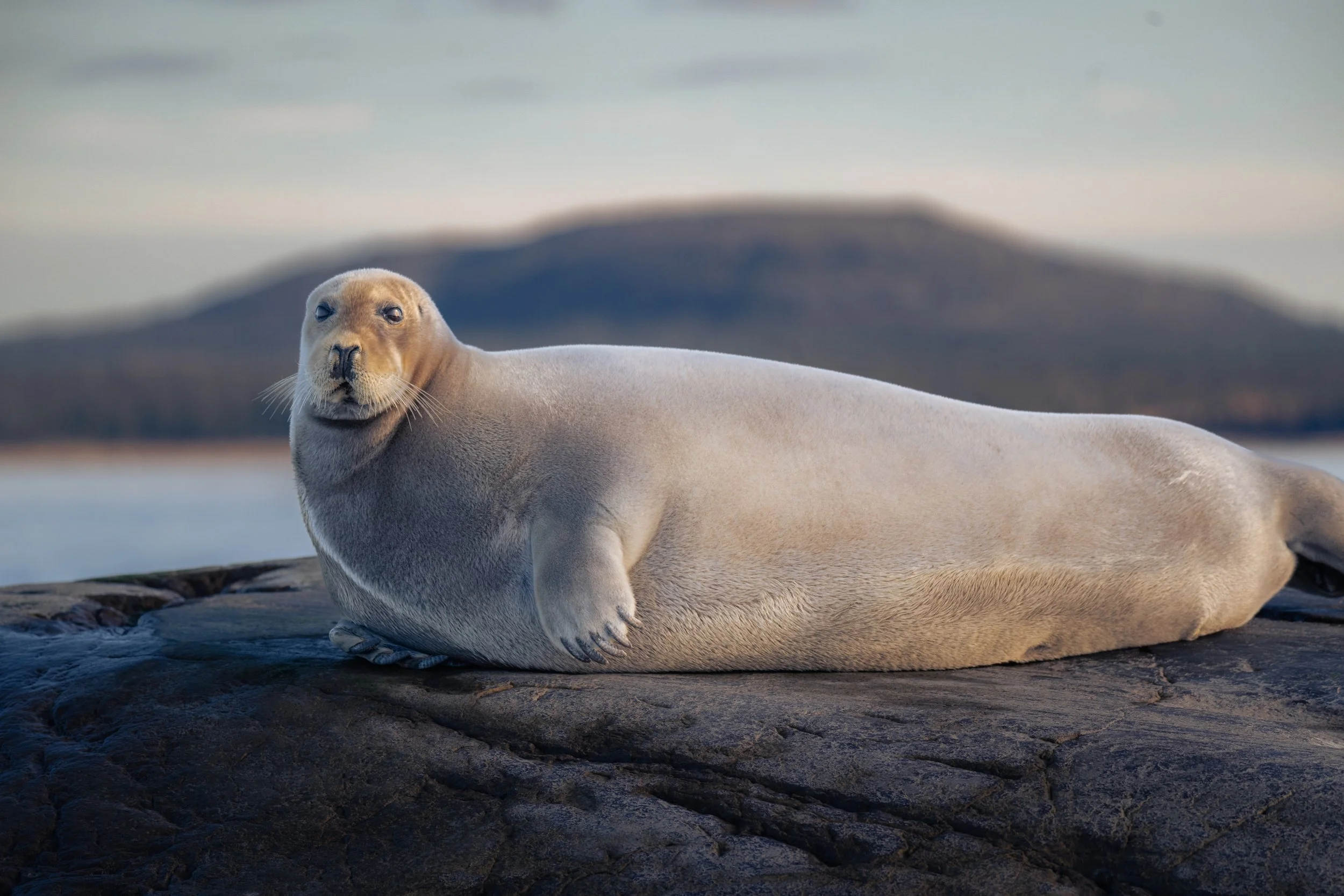 Bearded seal