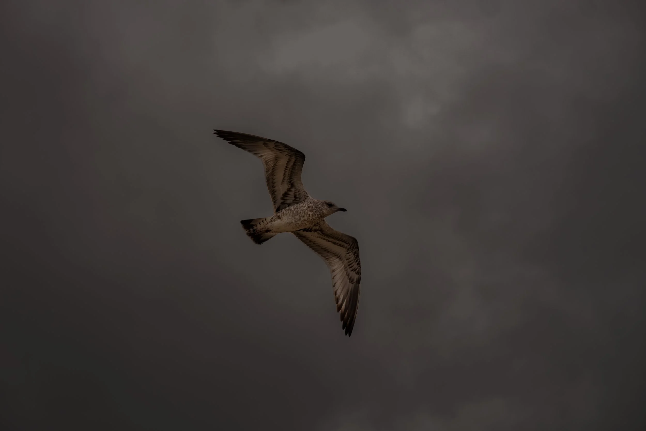 Seagull