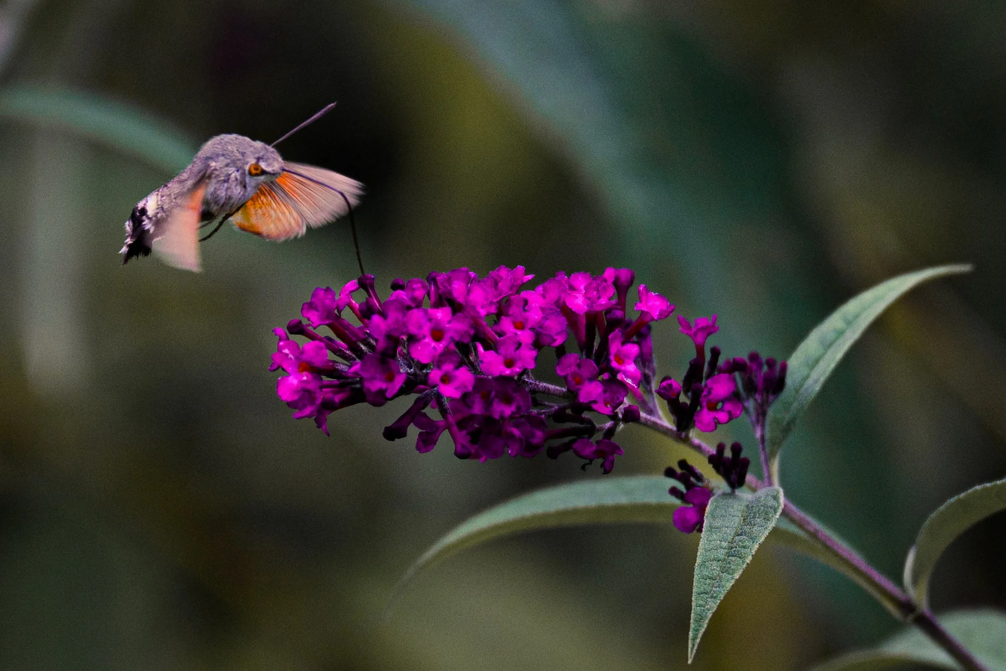Hummingbird hawk-moth