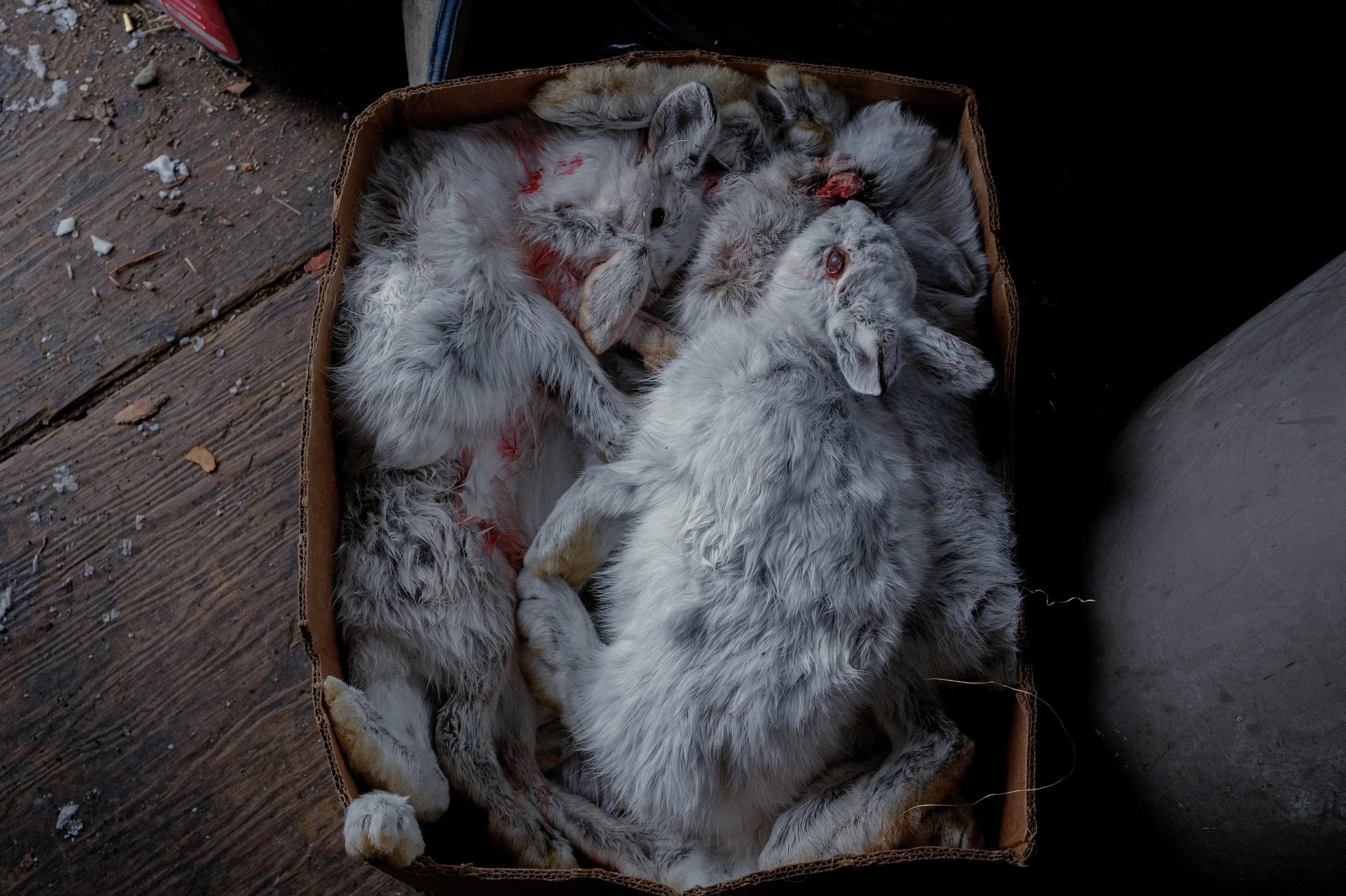 Snowshoe Hares, KM140, James Bay Region of Quebec